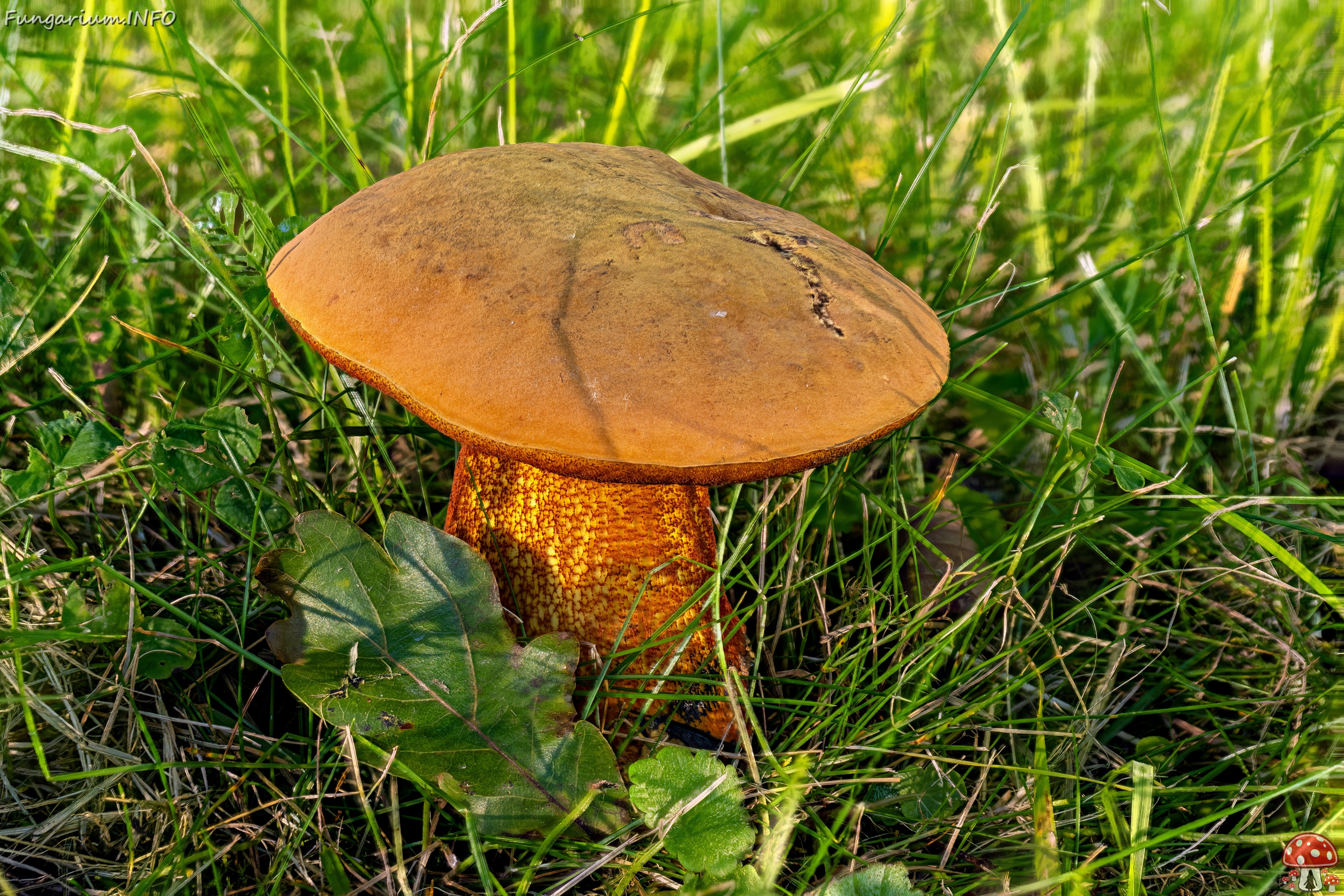 Suillellus luridus _2025-07-16_1-1 