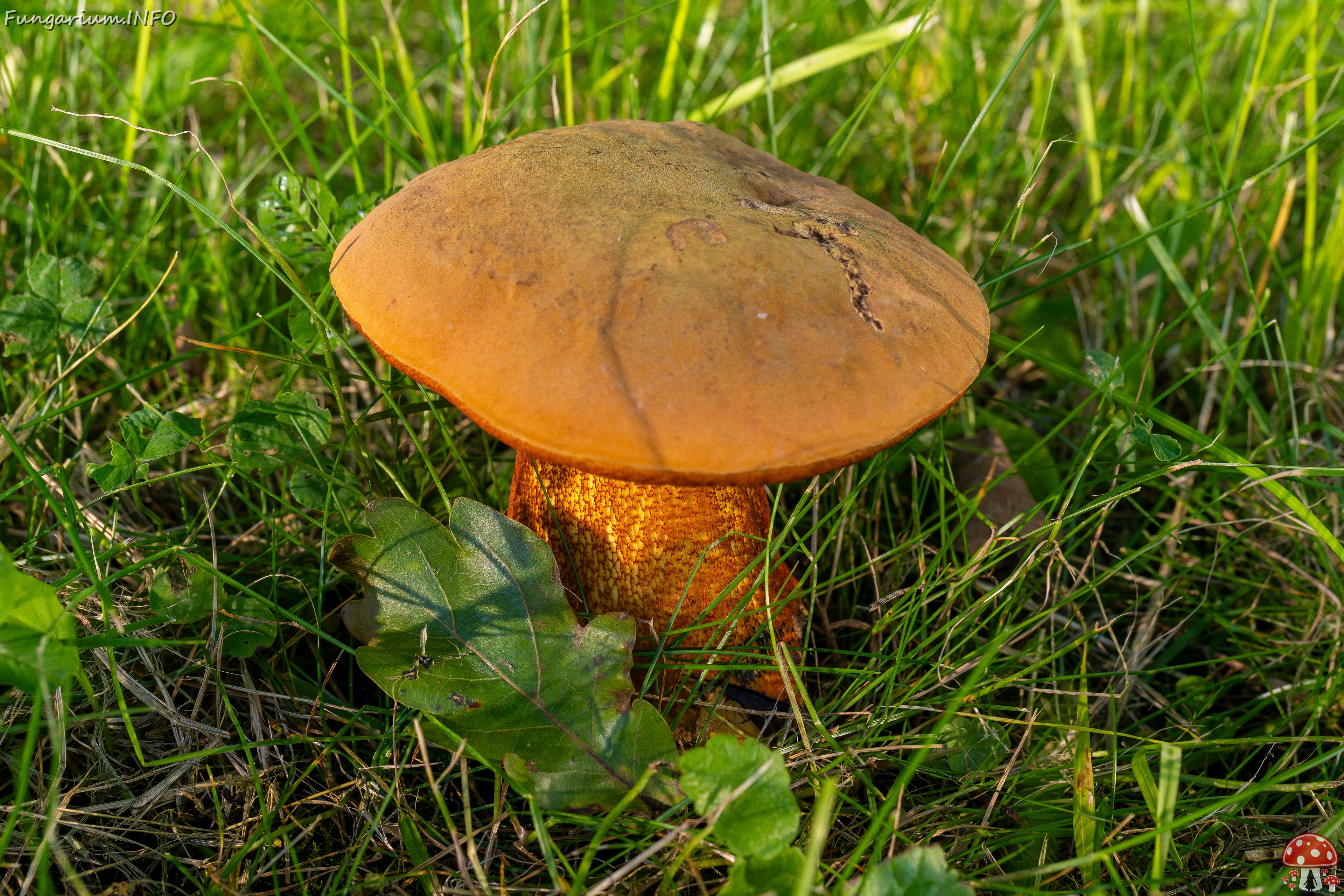 Suillellus luridus _2025-07-16_2-1 