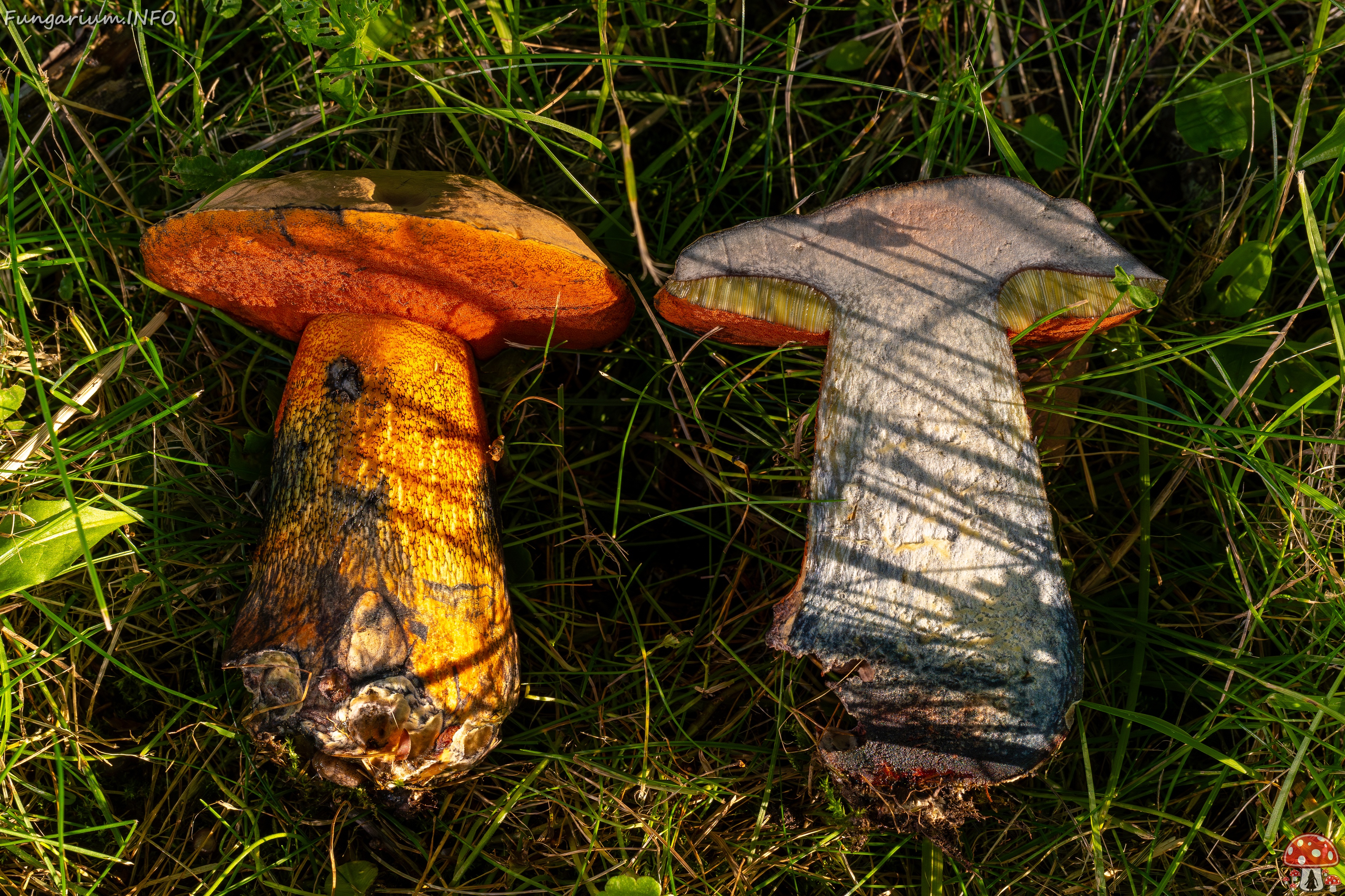 Suillellus luridus _2025-07-16_2-10 