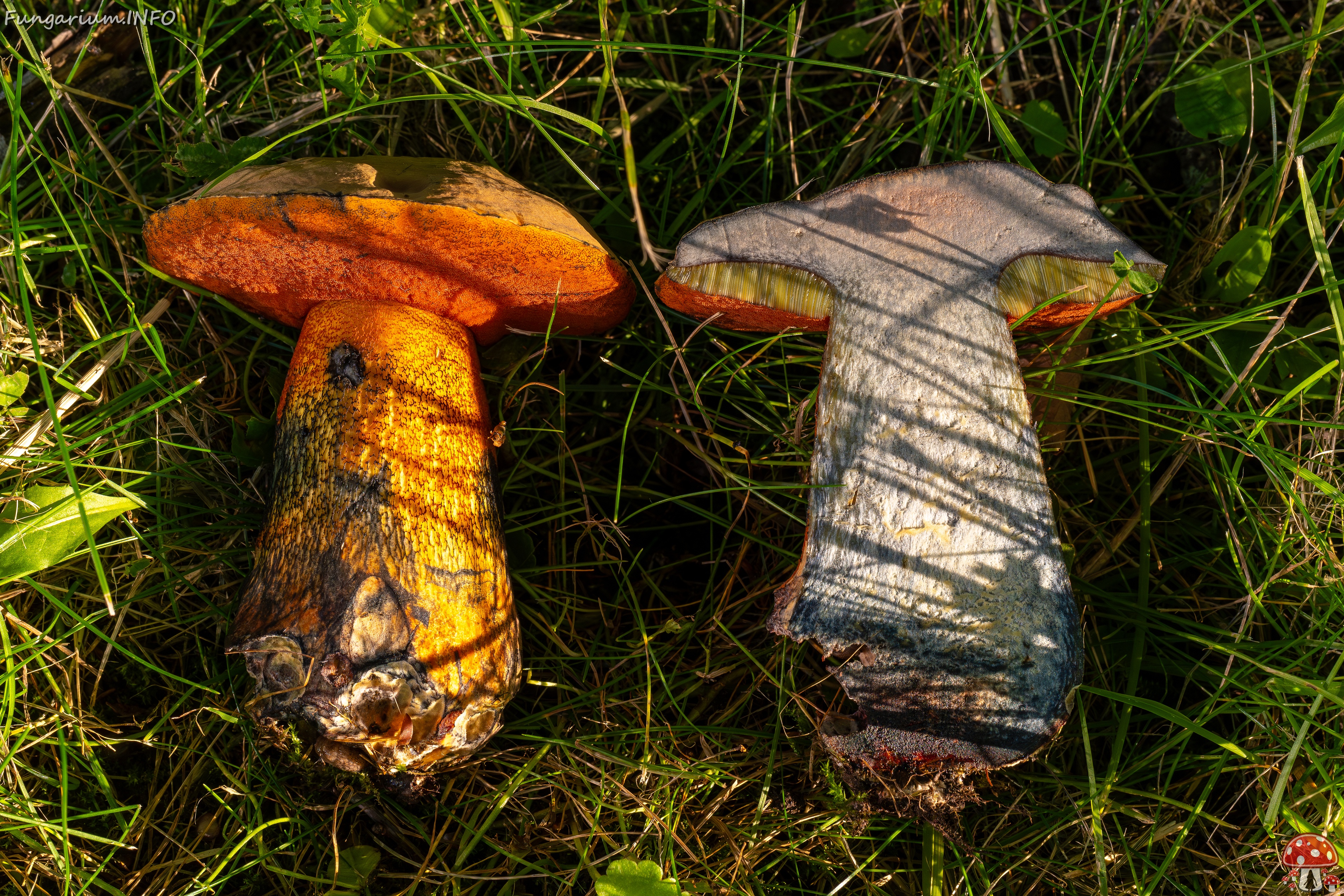 Suillellus luridus _2025-07-16_2-11 