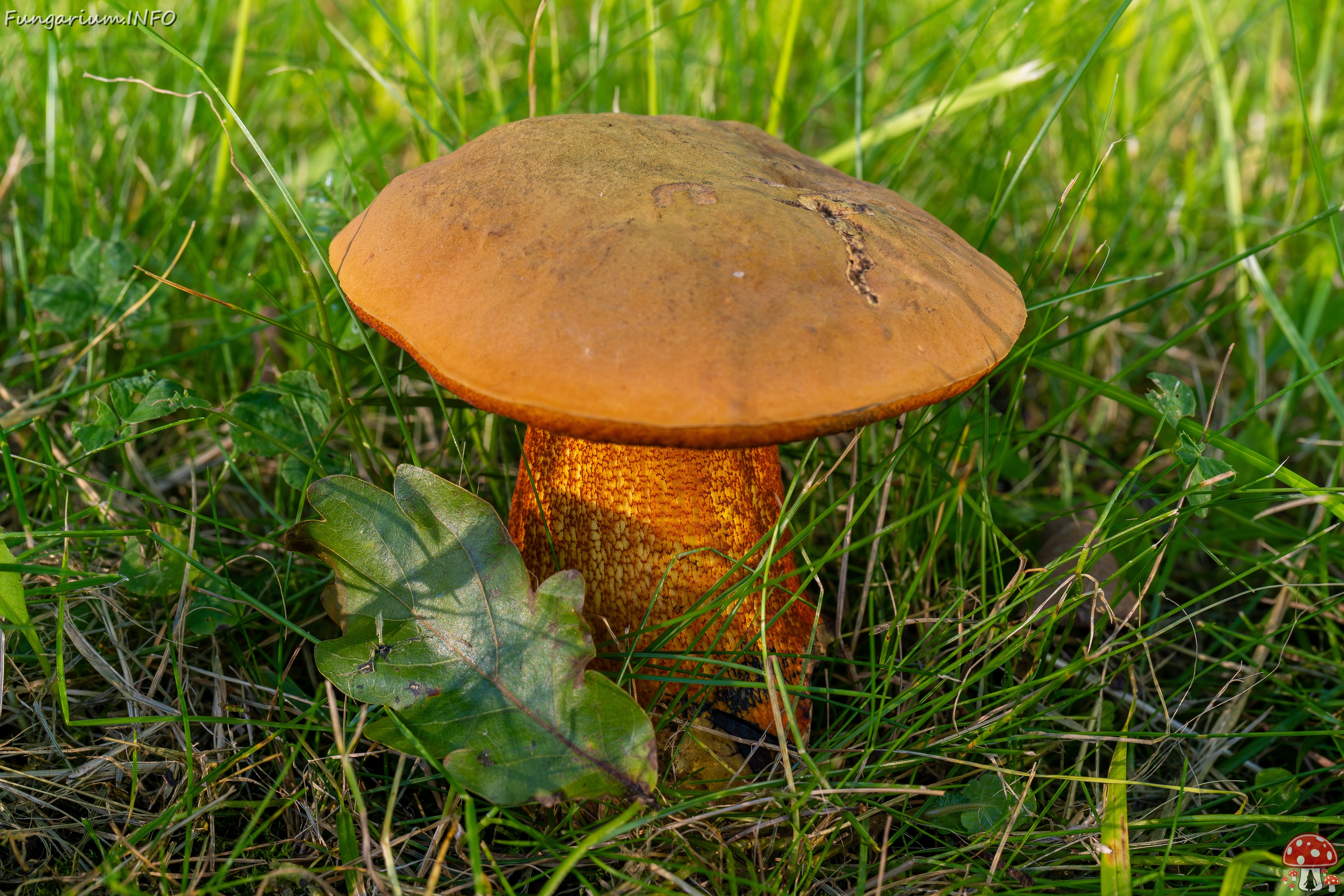 Suillellus luridus _2025-07-16_2-2 