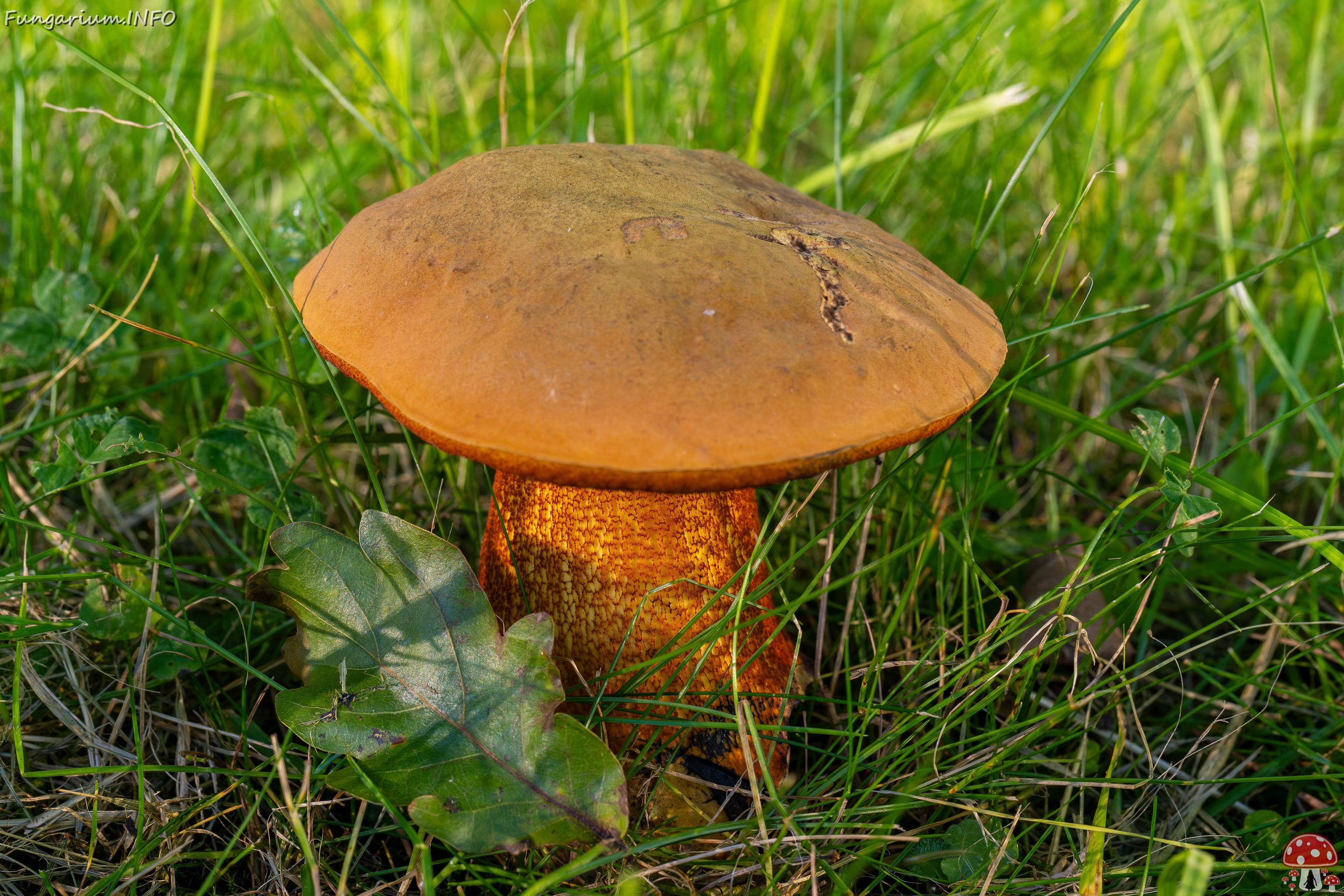 Suillellus luridus _2025-07-16_2-3 