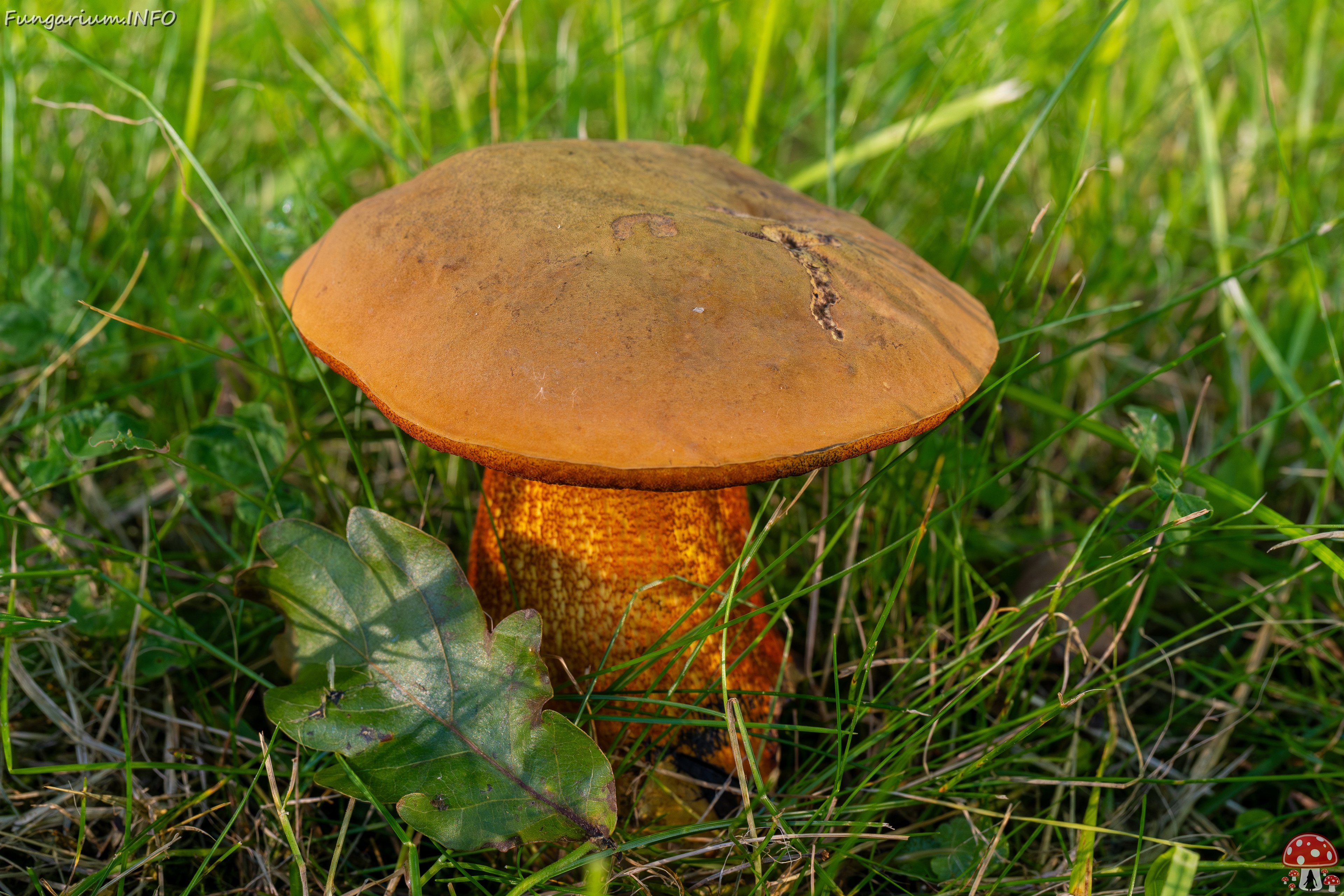 Suillellus luridus _2025-07-16_2-4 