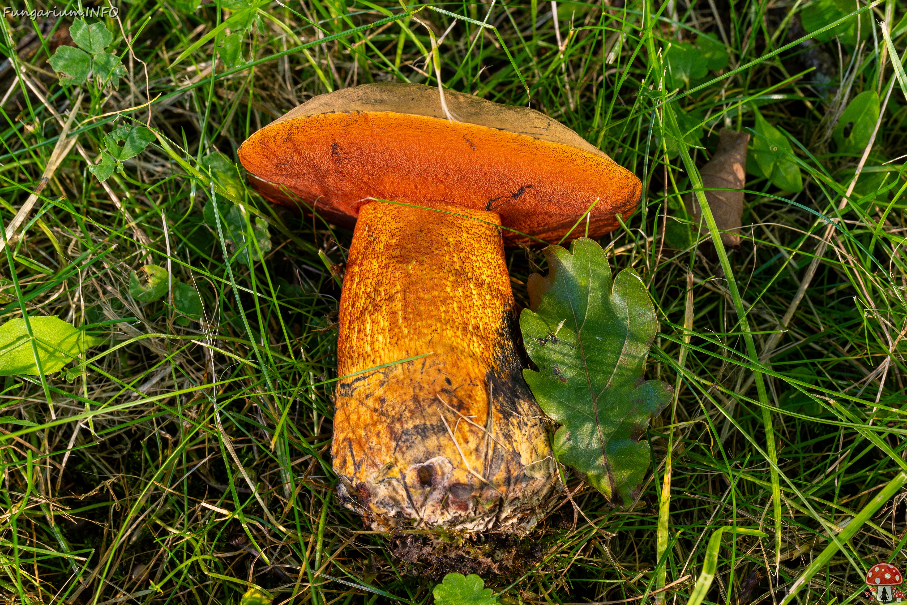 Suillellus luridus _2025-07-16_2-5 