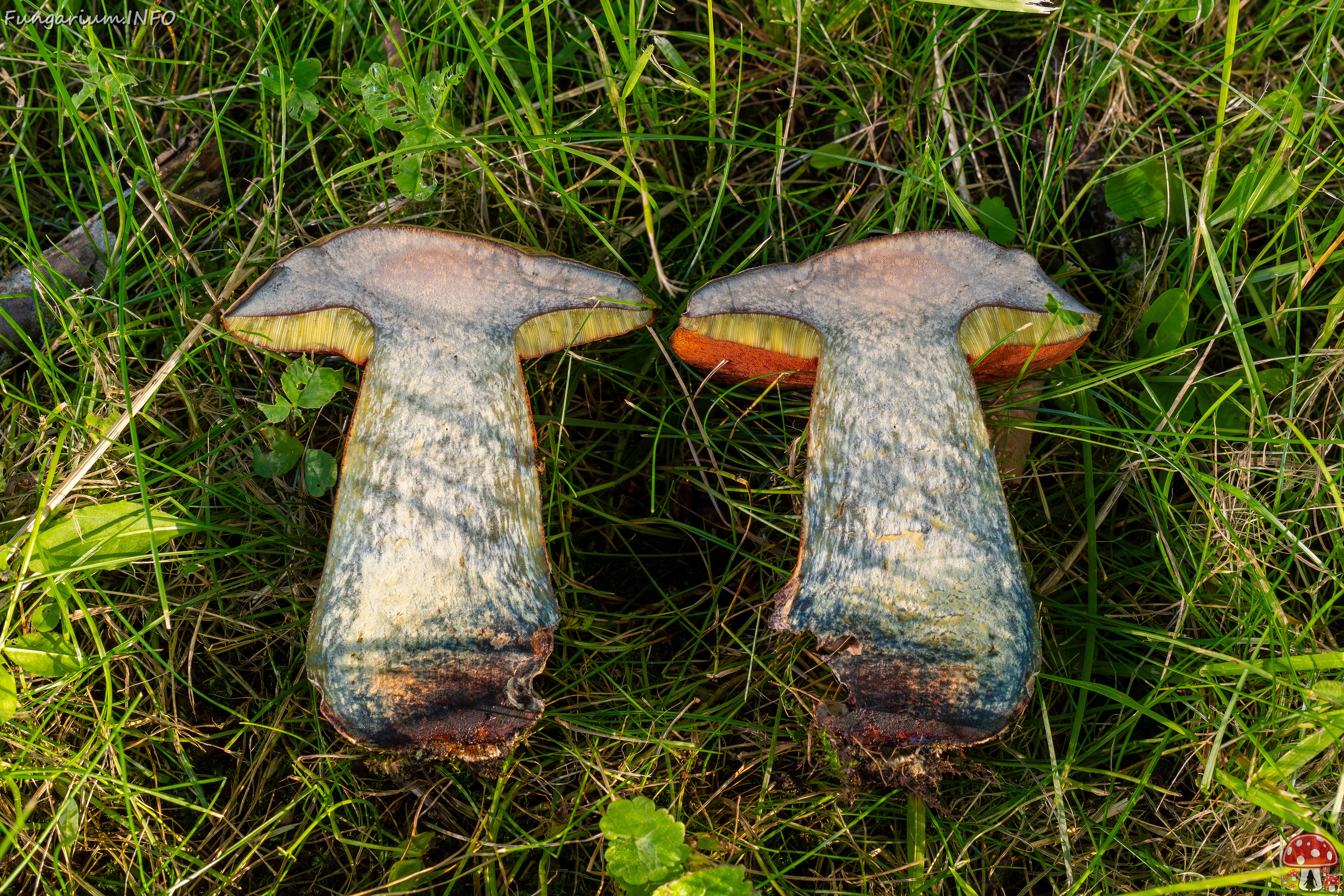 Suillellus luridus _2025-07-16_2-6 