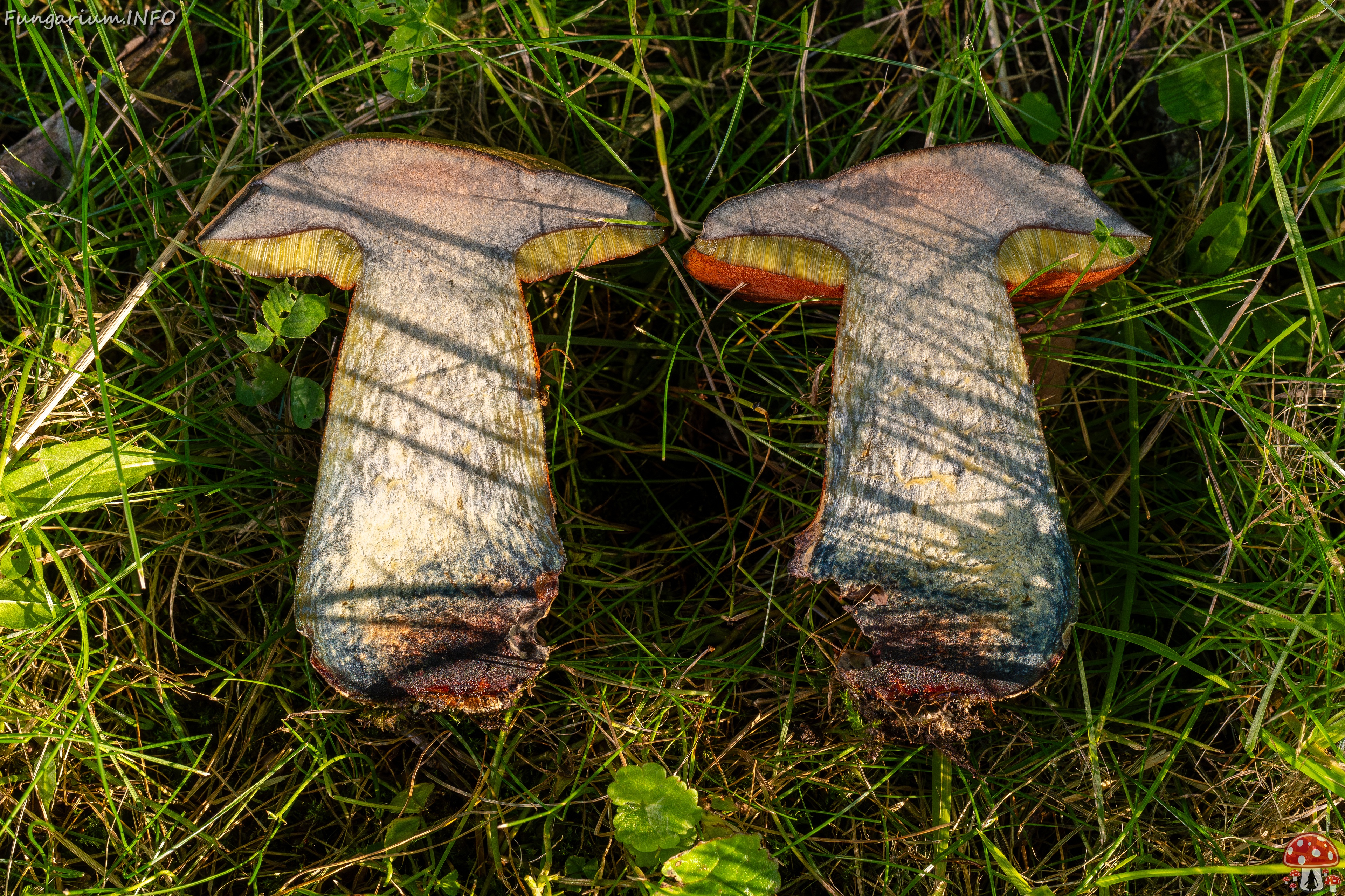 Suillellus luridus _2025-07-16_2-7 