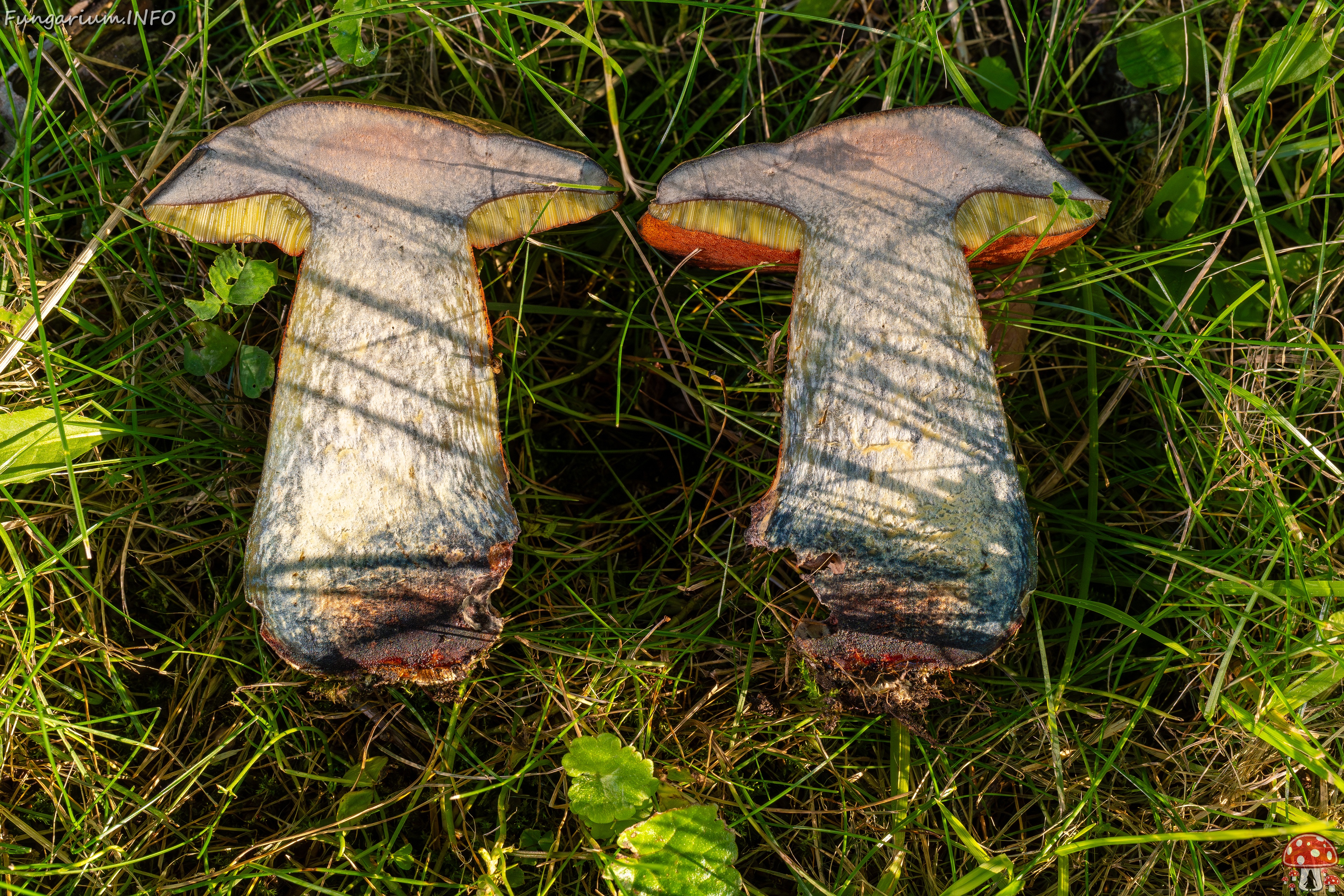 Suillellus luridus _2025-07-16_2-8 