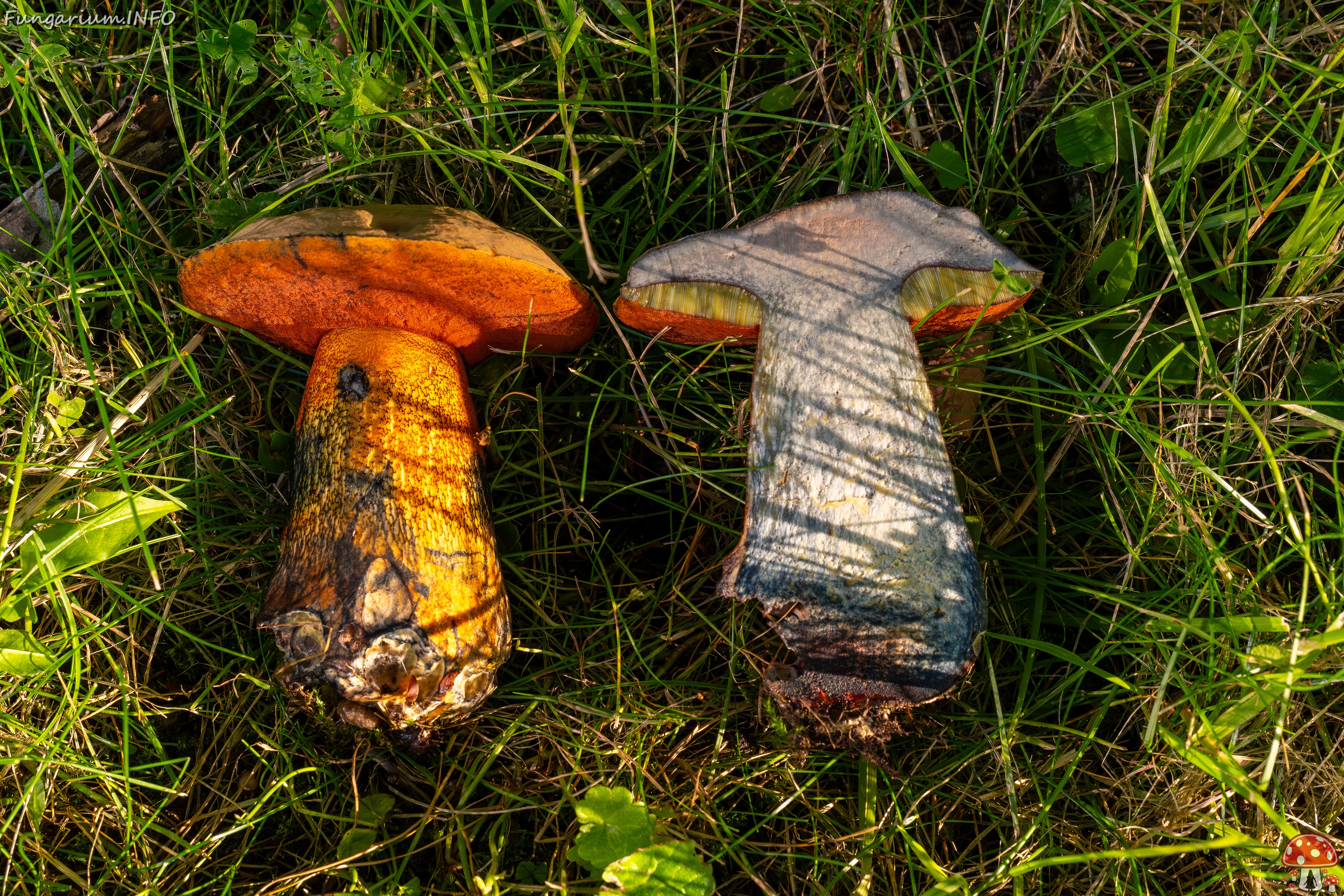 Suillellus luridus _2025-07-16_2-9 