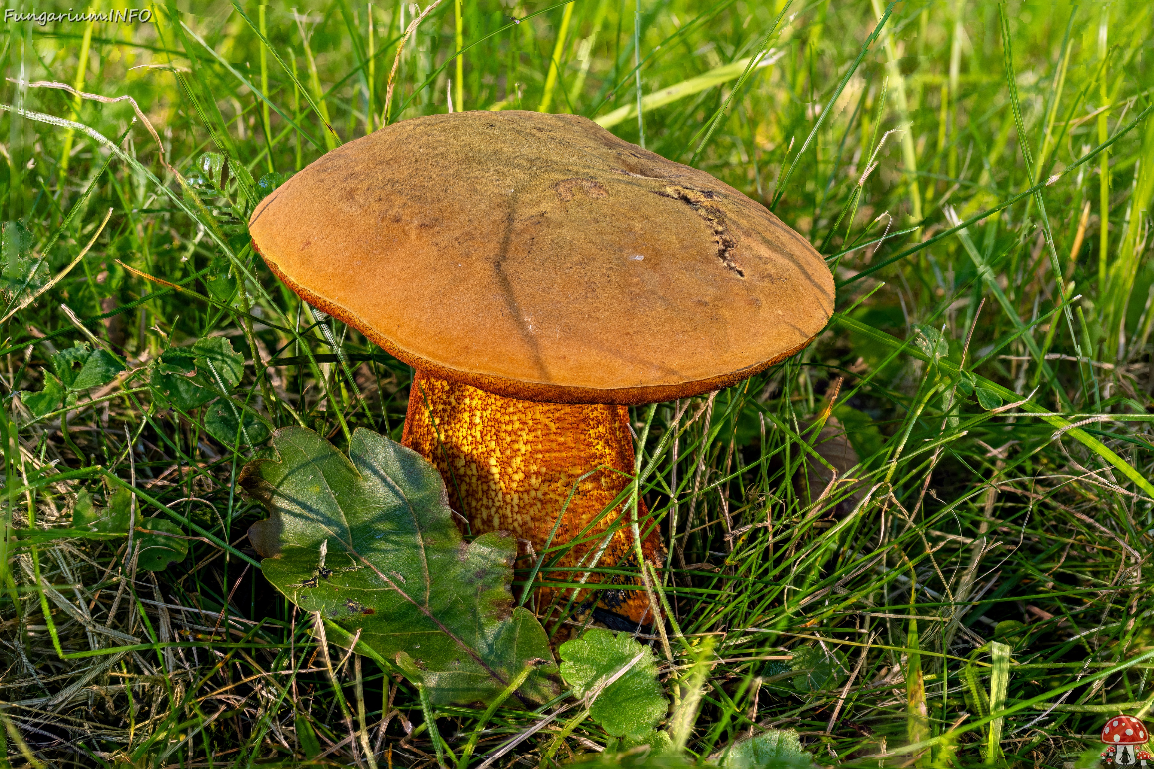 Suillellus luridus _2025-07-16_3-1 
