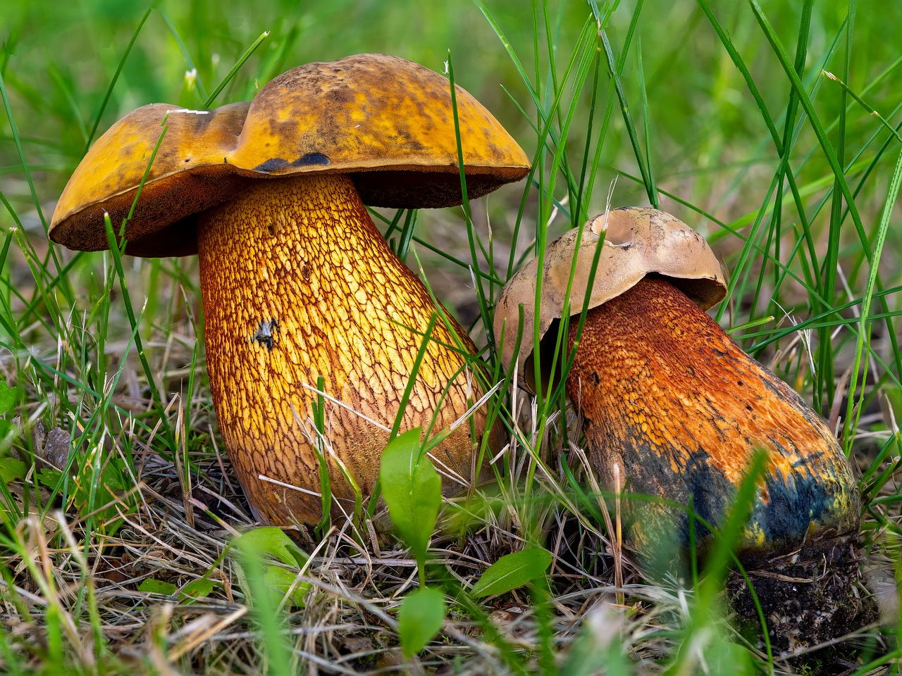 !Suillellus luridus _2025-07-19_1