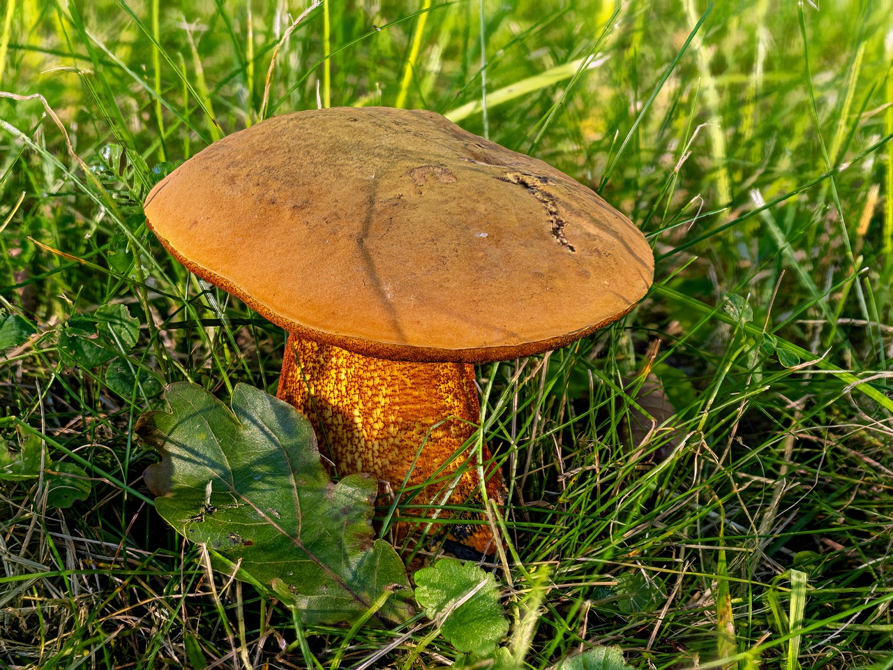 Suillellus luridus _2025-07-16_1-1