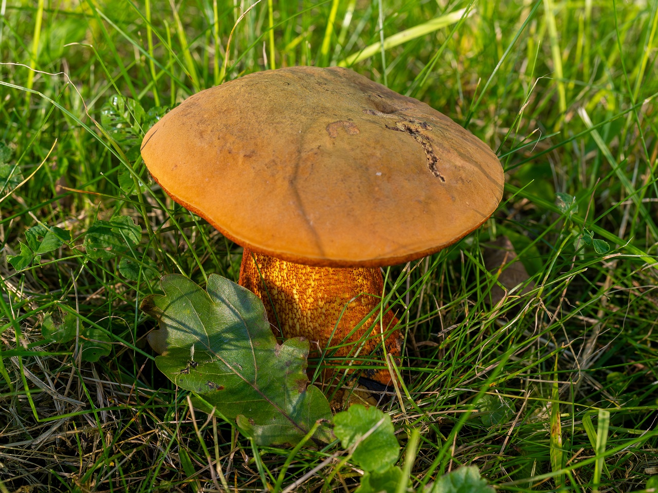 Suillellus luridus _2025-07-16_2-1