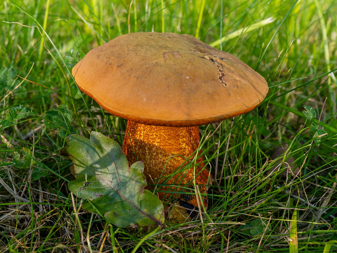 Suillellus luridus _2025-07-16_2-2