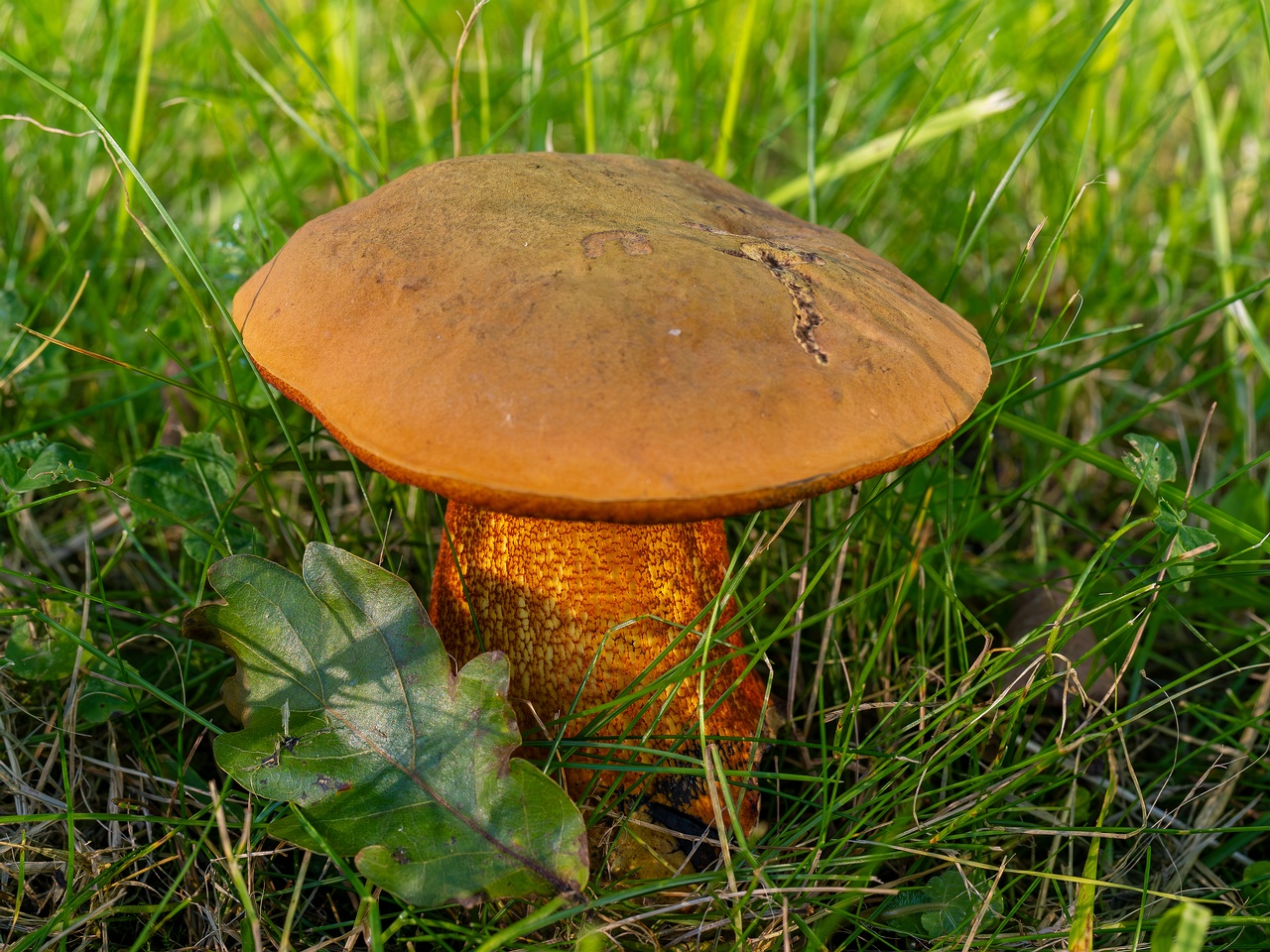 Suillellus luridus _2025-07-16_2-3