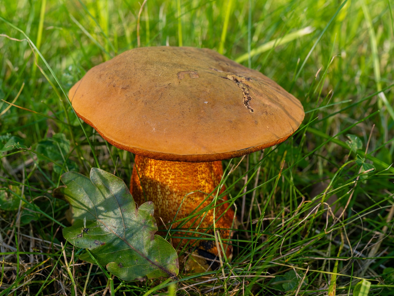 Suillellus luridus _2025-07-16_2-4