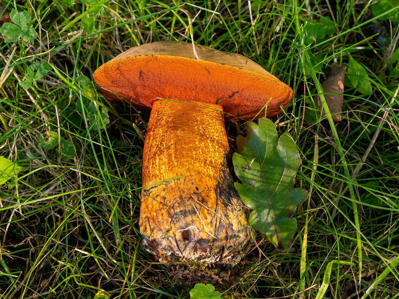 Suillellus luridus _2025-07-16_2-5