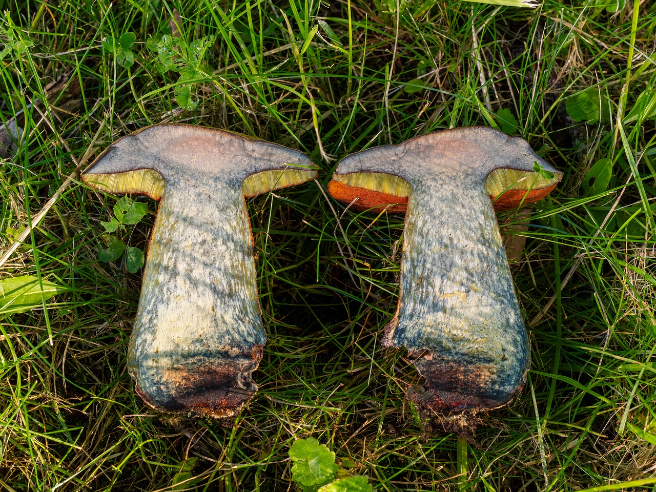 Suillellus luridus _2025-07-16_2-6
