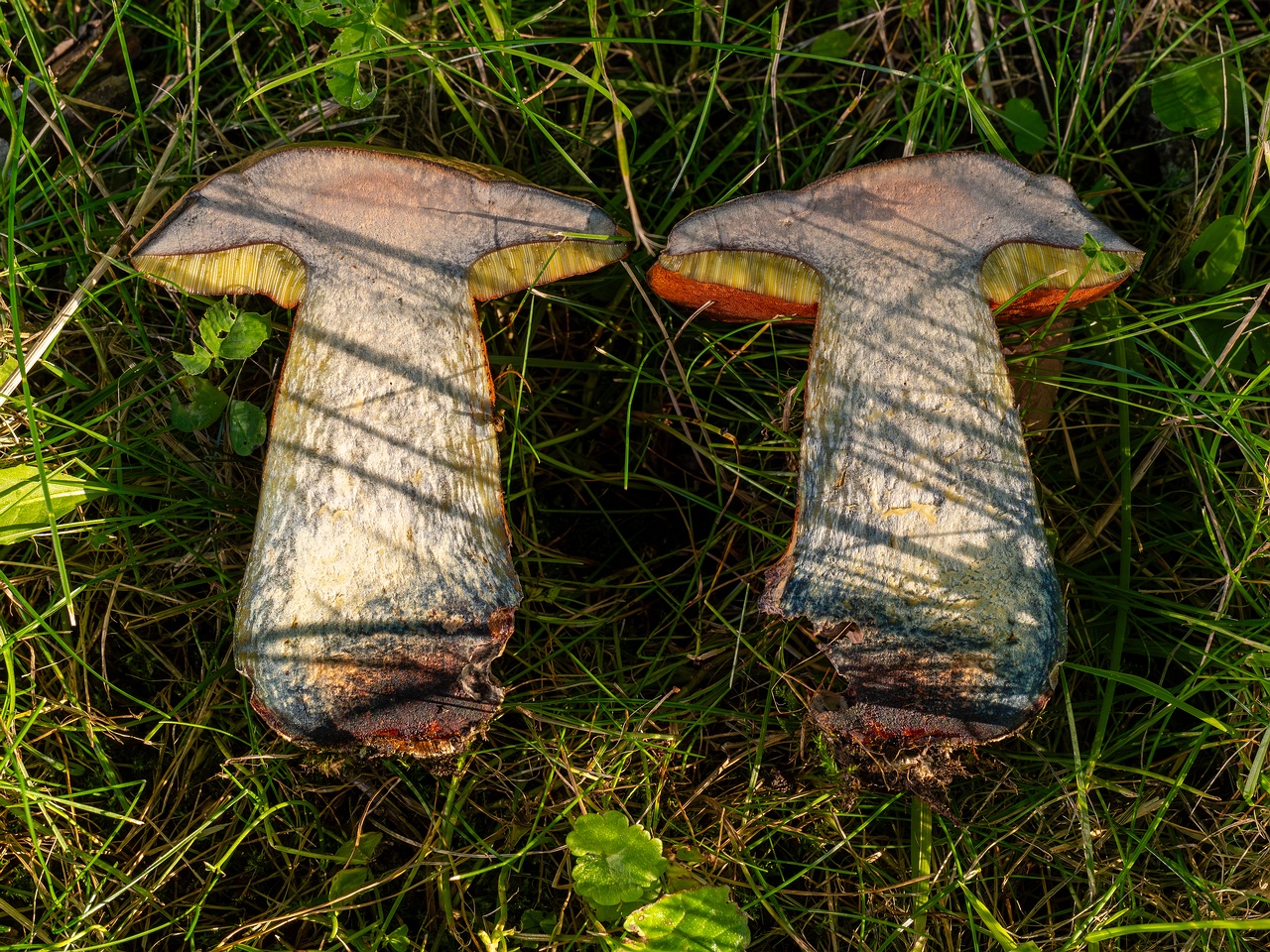 Suillellus luridus _2025-07-16_2-7