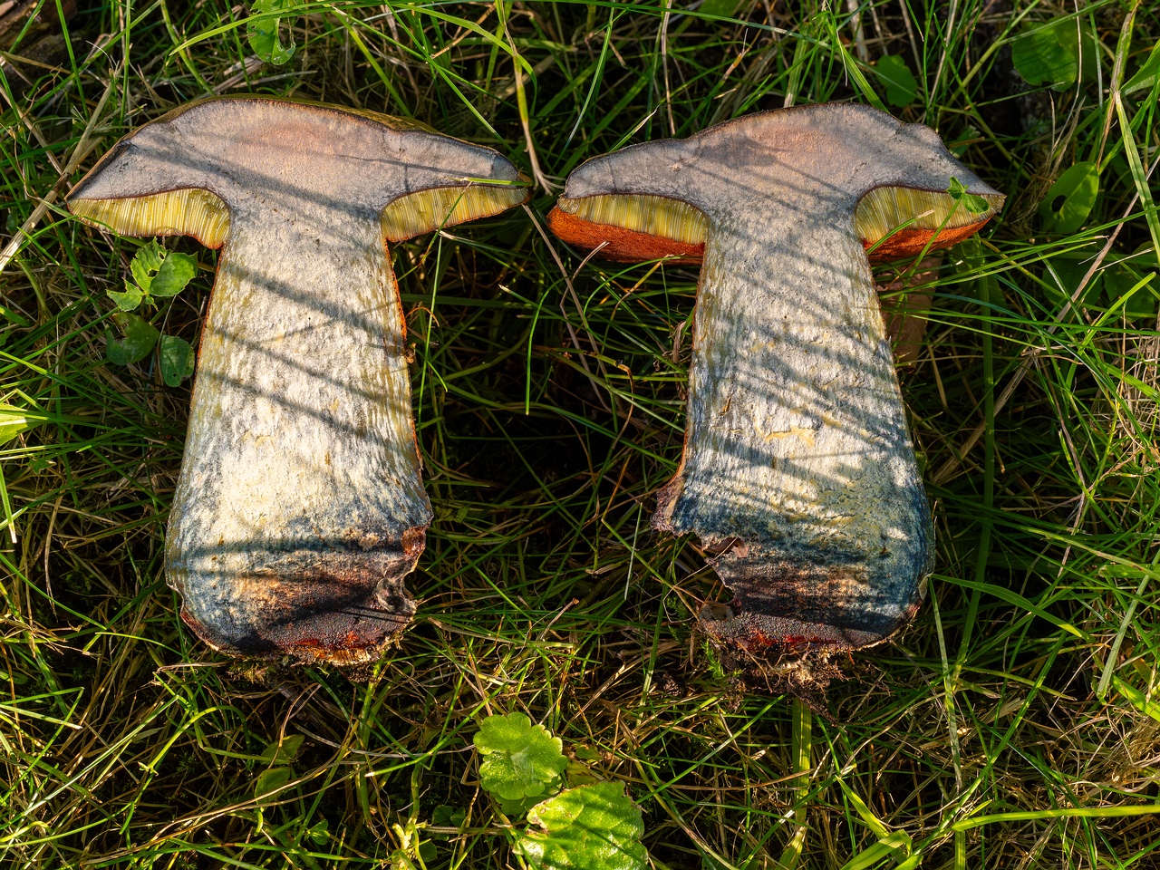 Suillellus luridus _2025-07-16_2-8