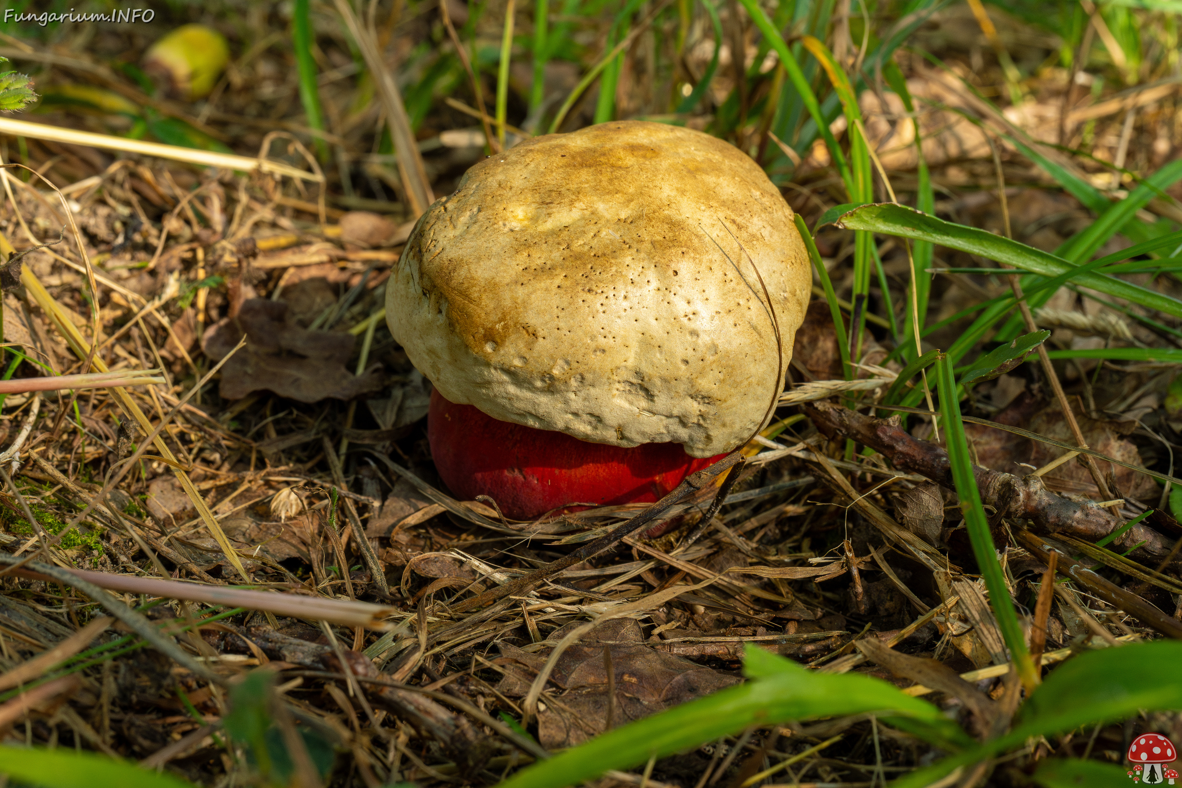 rubroboletus-satanas_1-1 