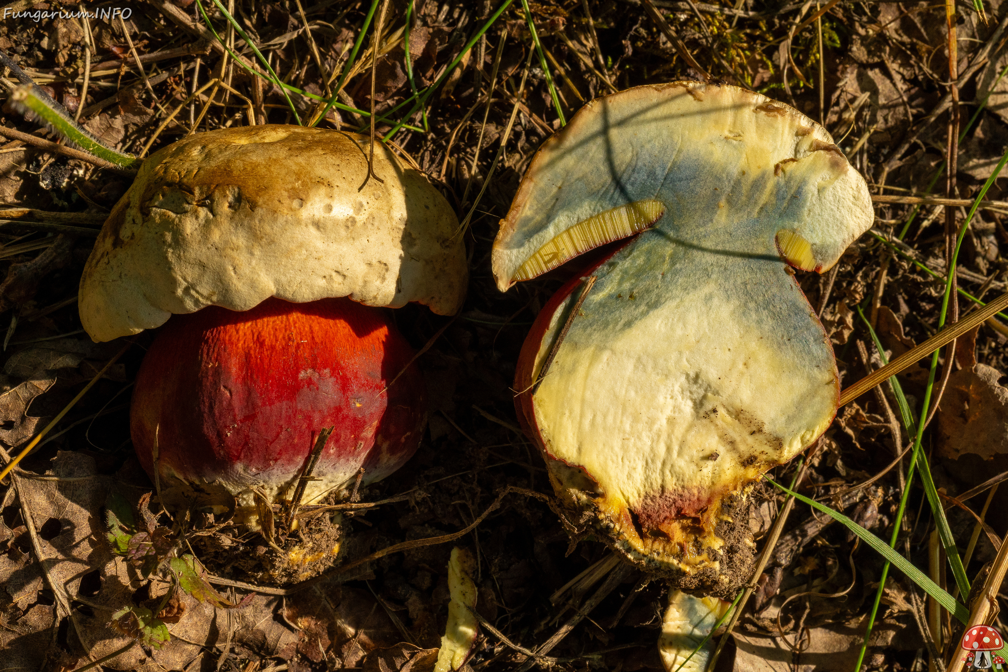 rubroboletus-satanas_1-13 