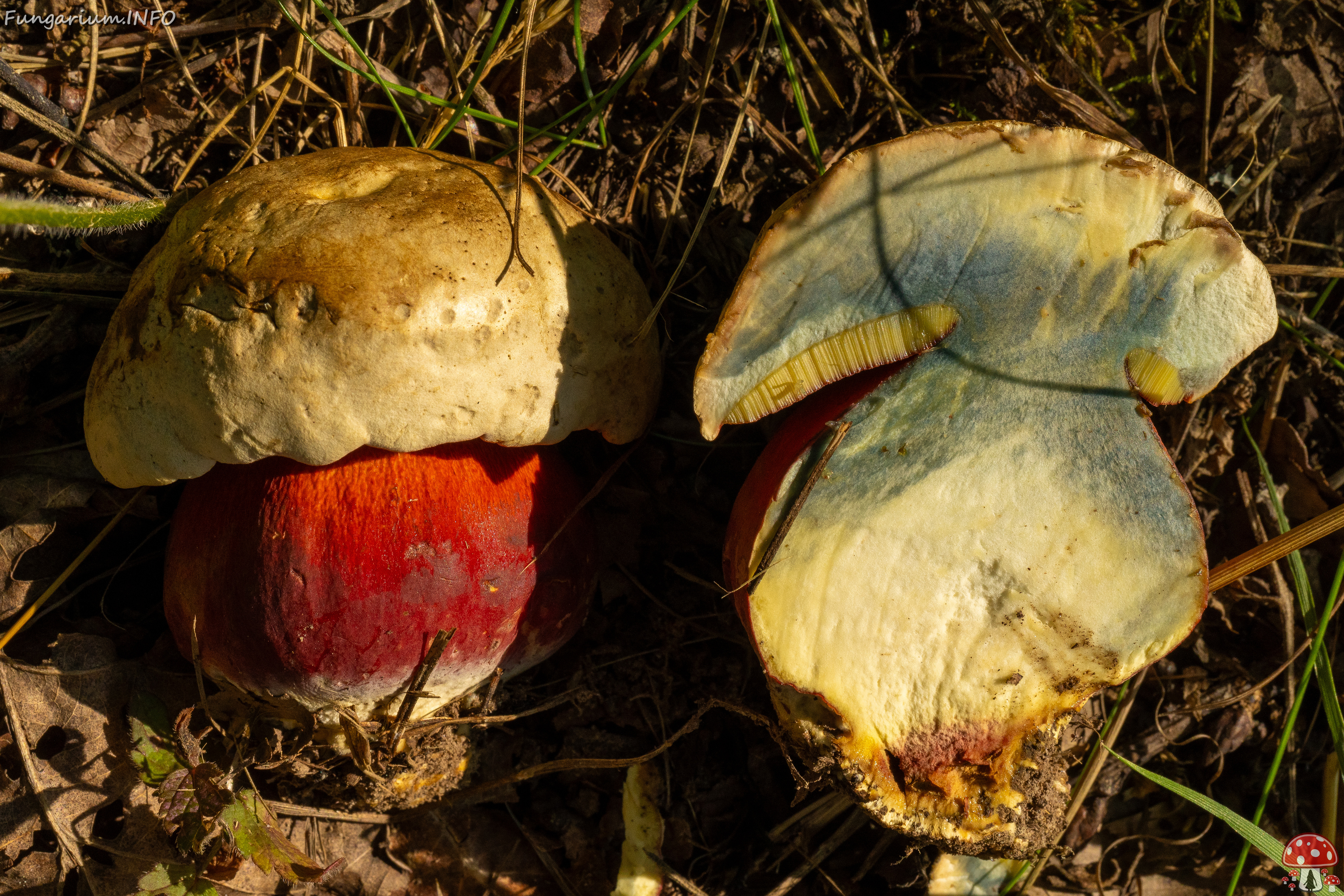 rubroboletus-satanas_1-15 