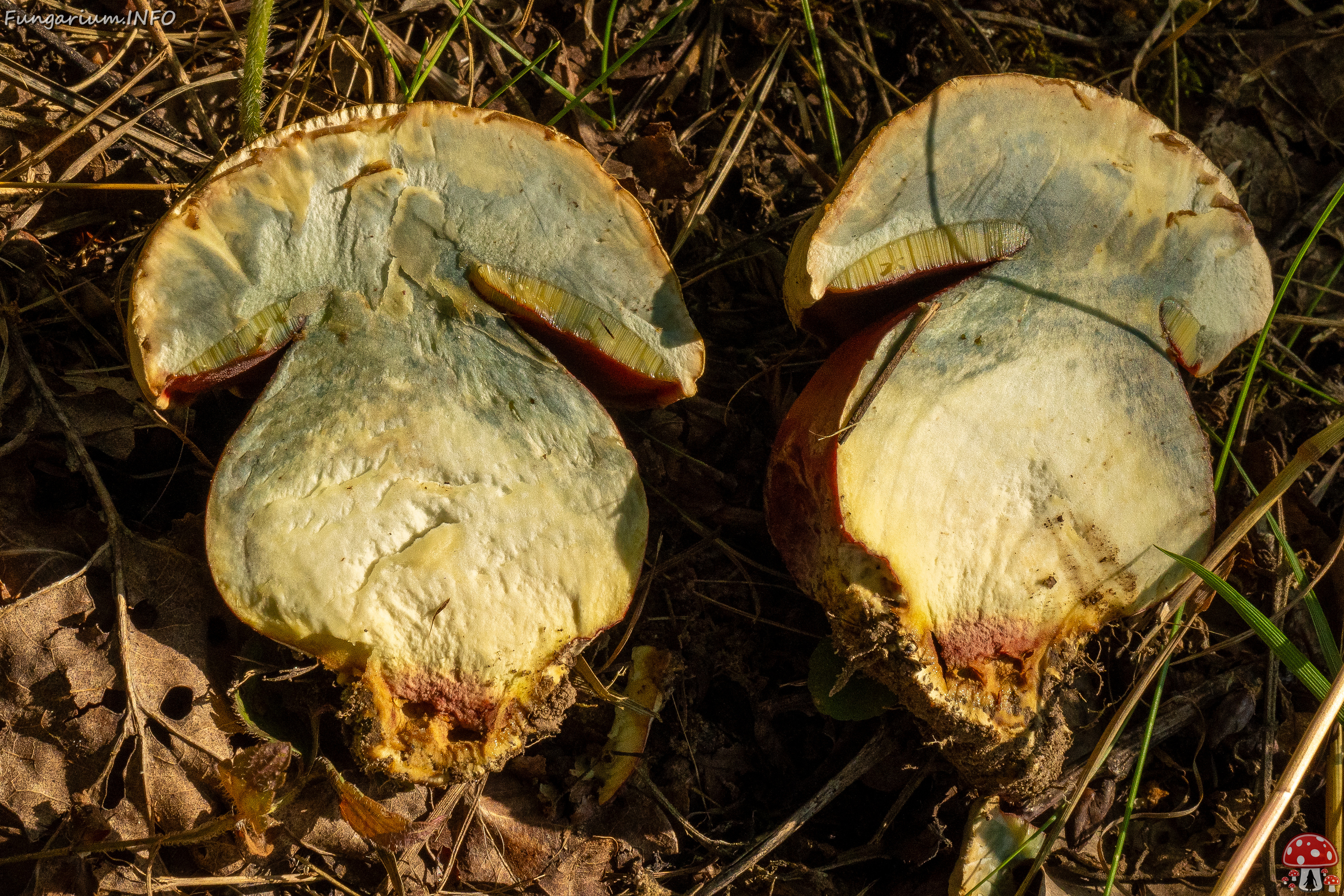 rubroboletus-satanas_1-19 