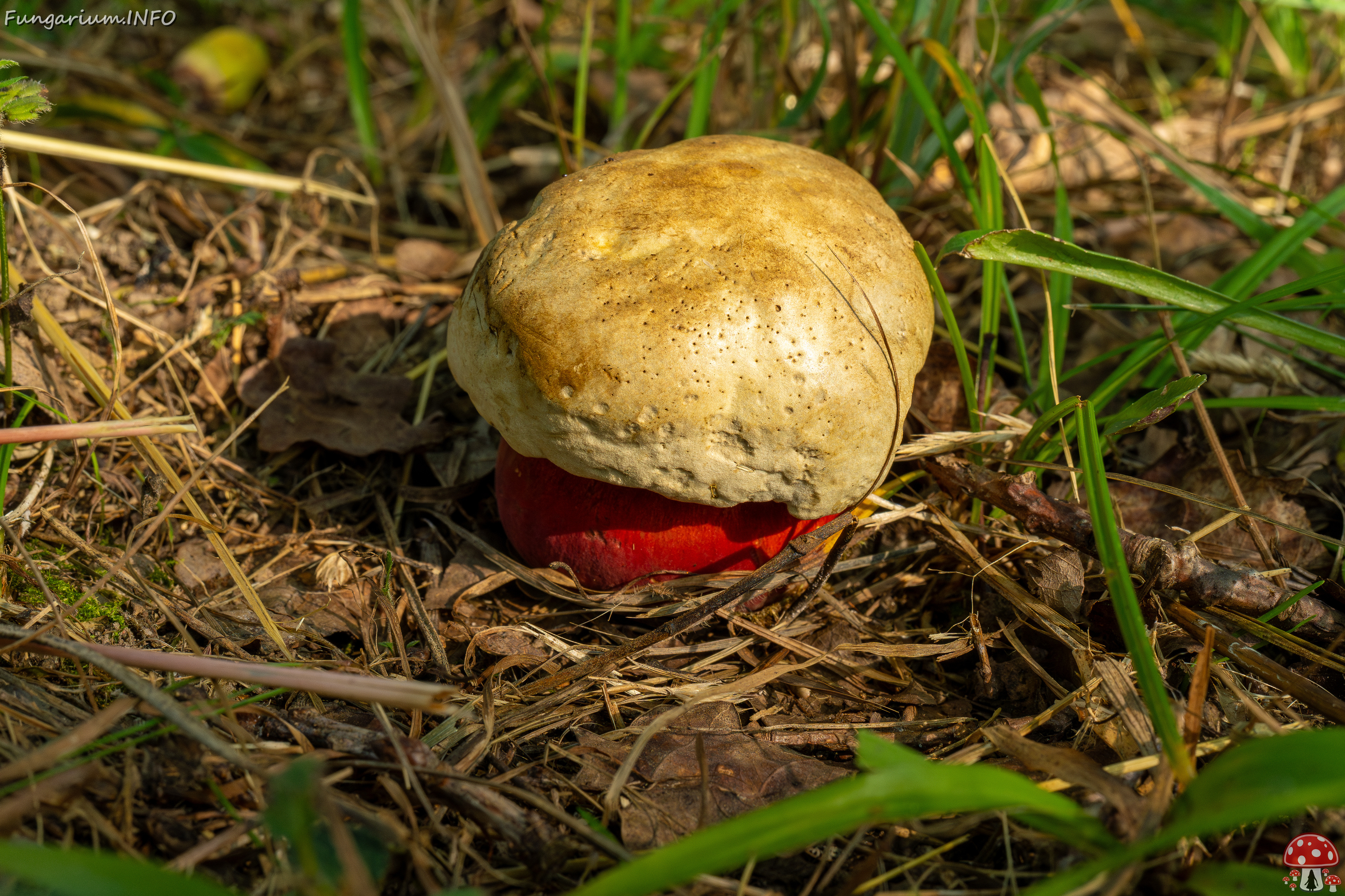 rubroboletus-satanas_1-2 