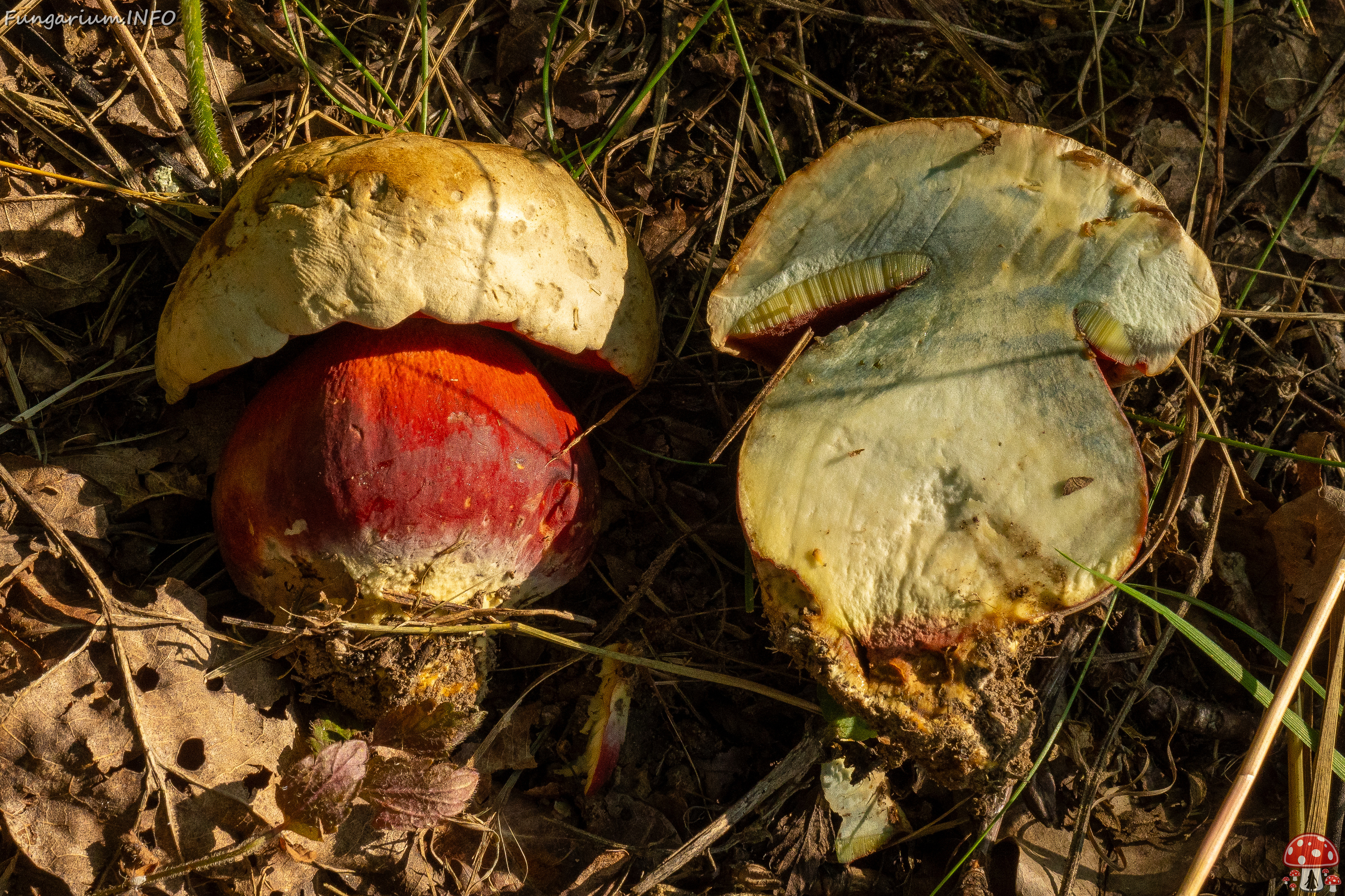 rubroboletus-satanas_1-20 