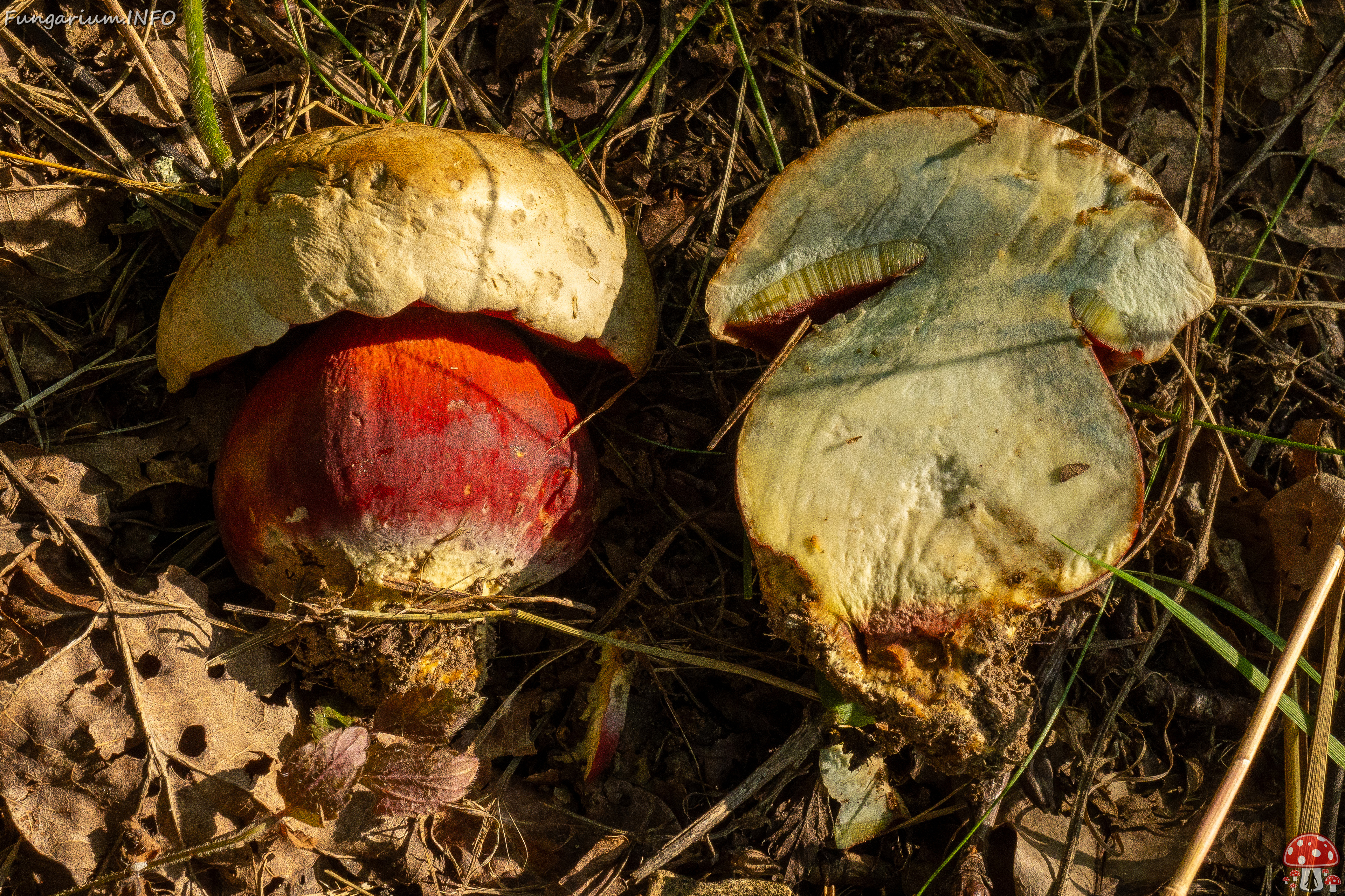 rubroboletus-satanas_1-21 