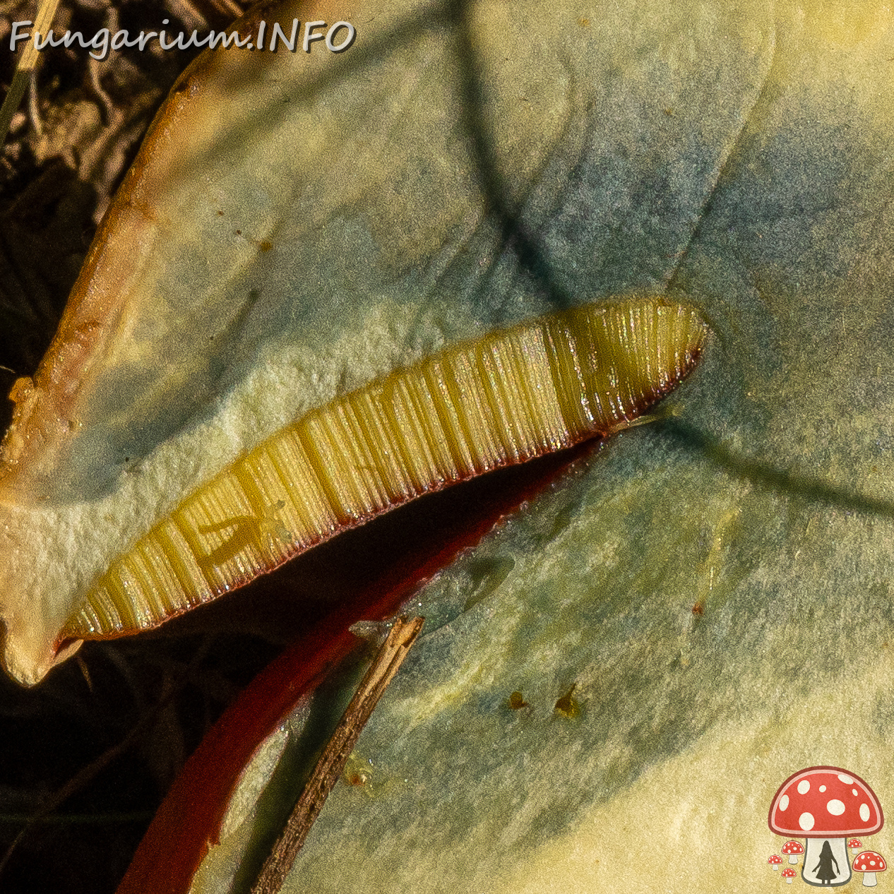 rubroboletus-satanas_1-22 