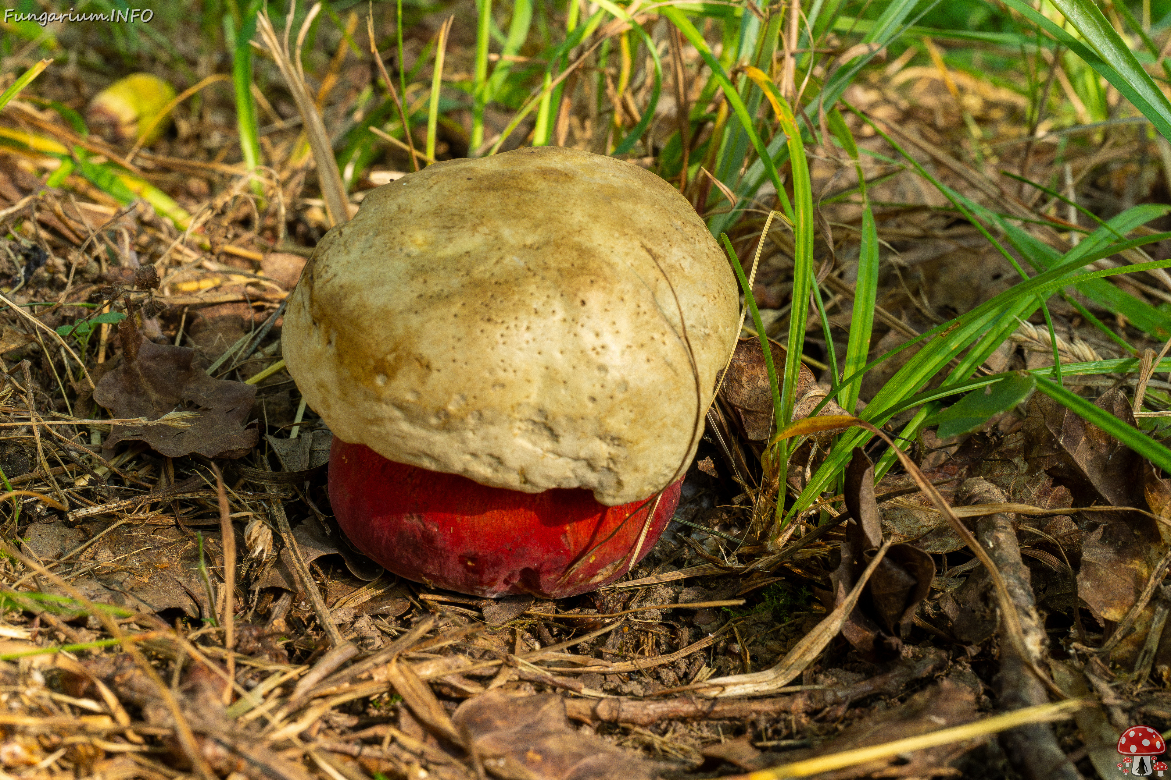 rubroboletus-satanas_1-5 