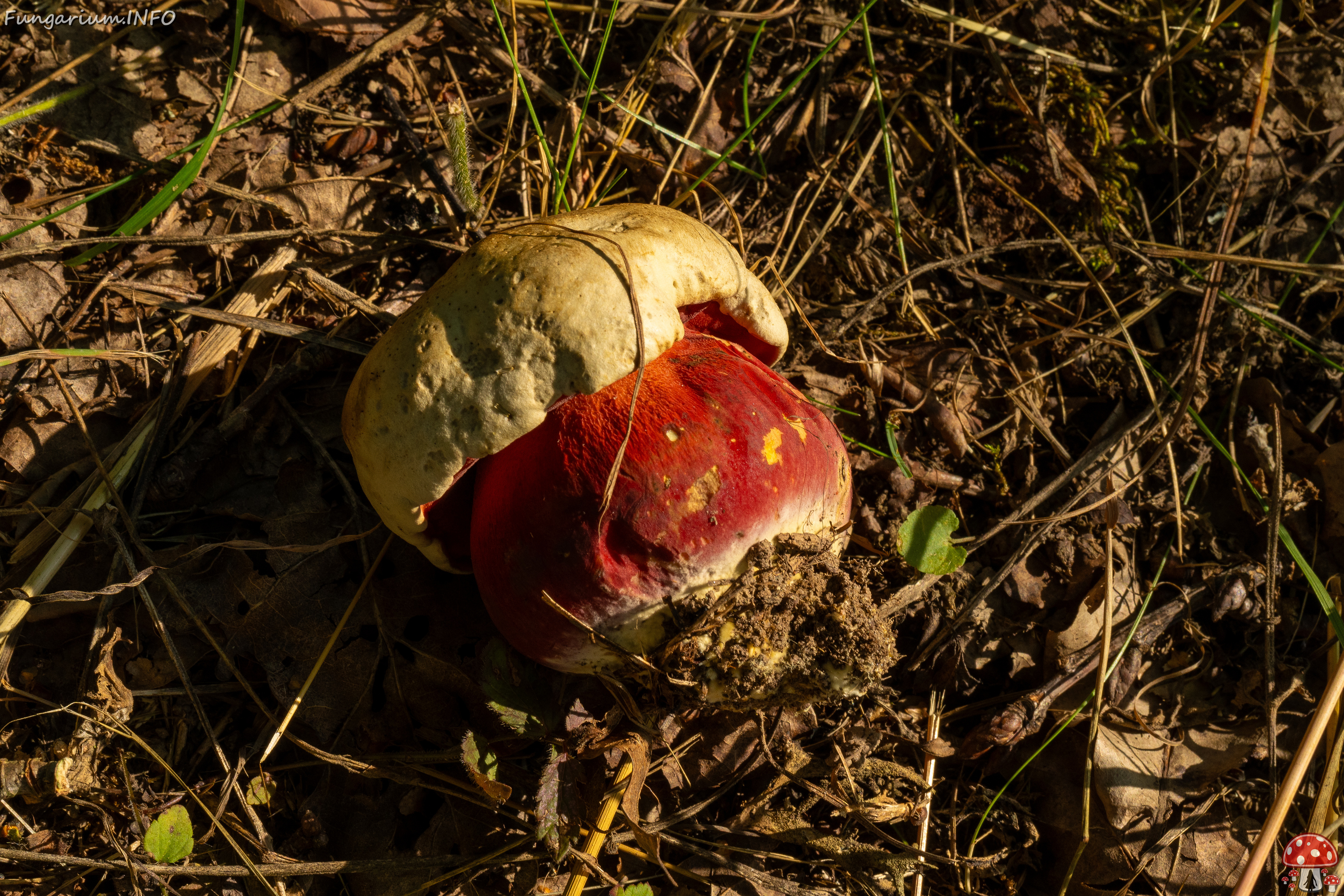 rubroboletus-satanas_1-7 