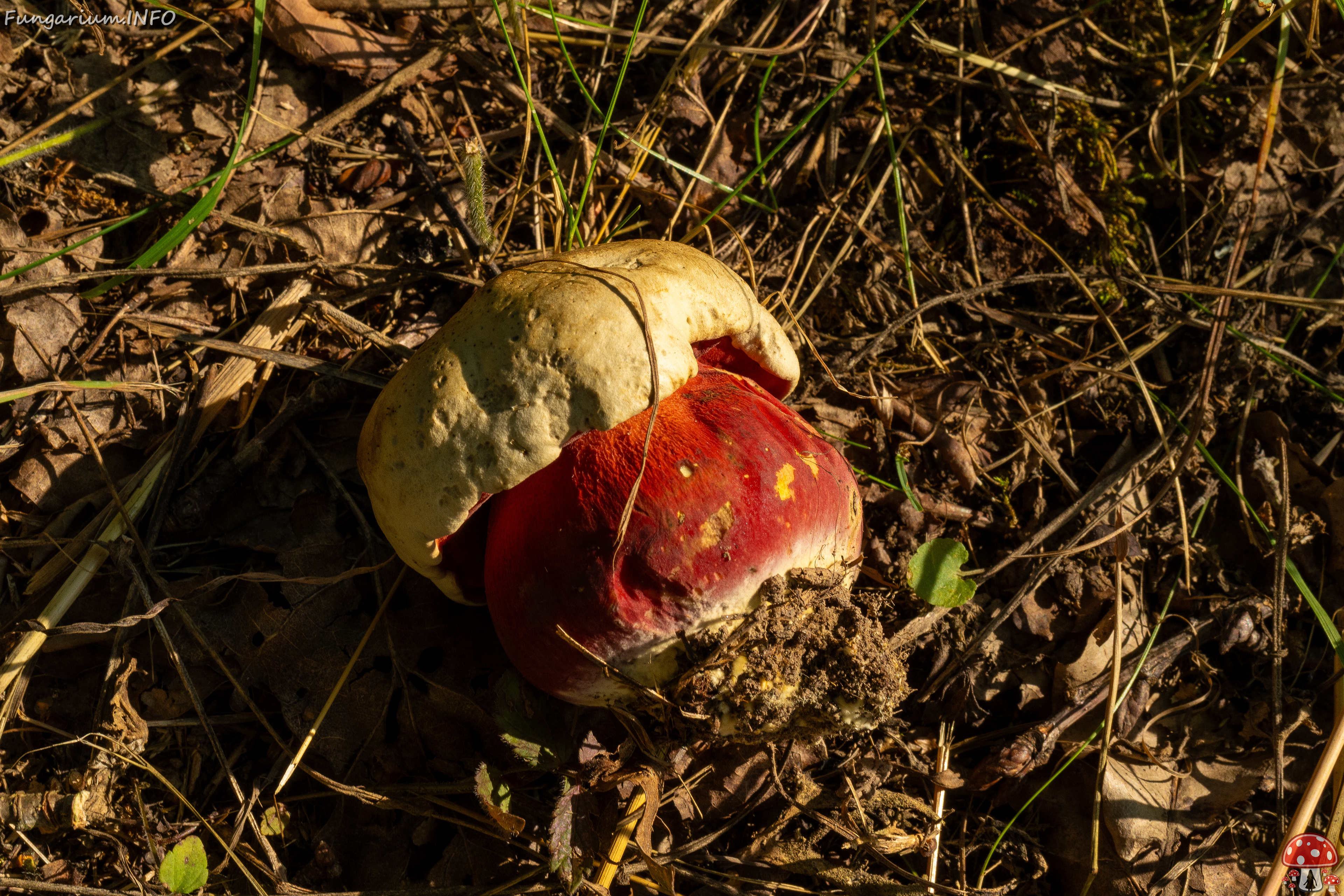 rubroboletus-satanas_1-8 