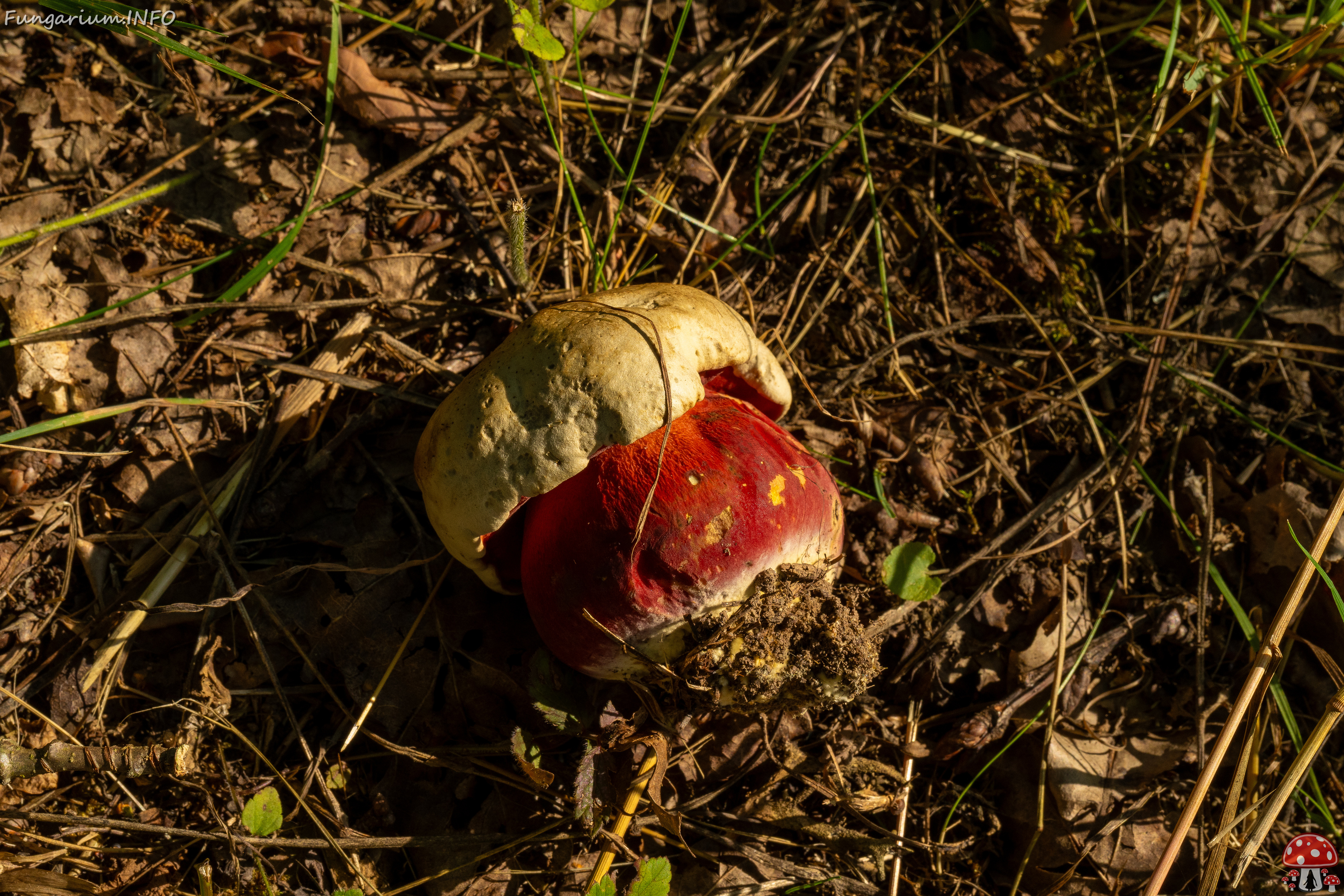 rubroboletus-satanas_1-9 