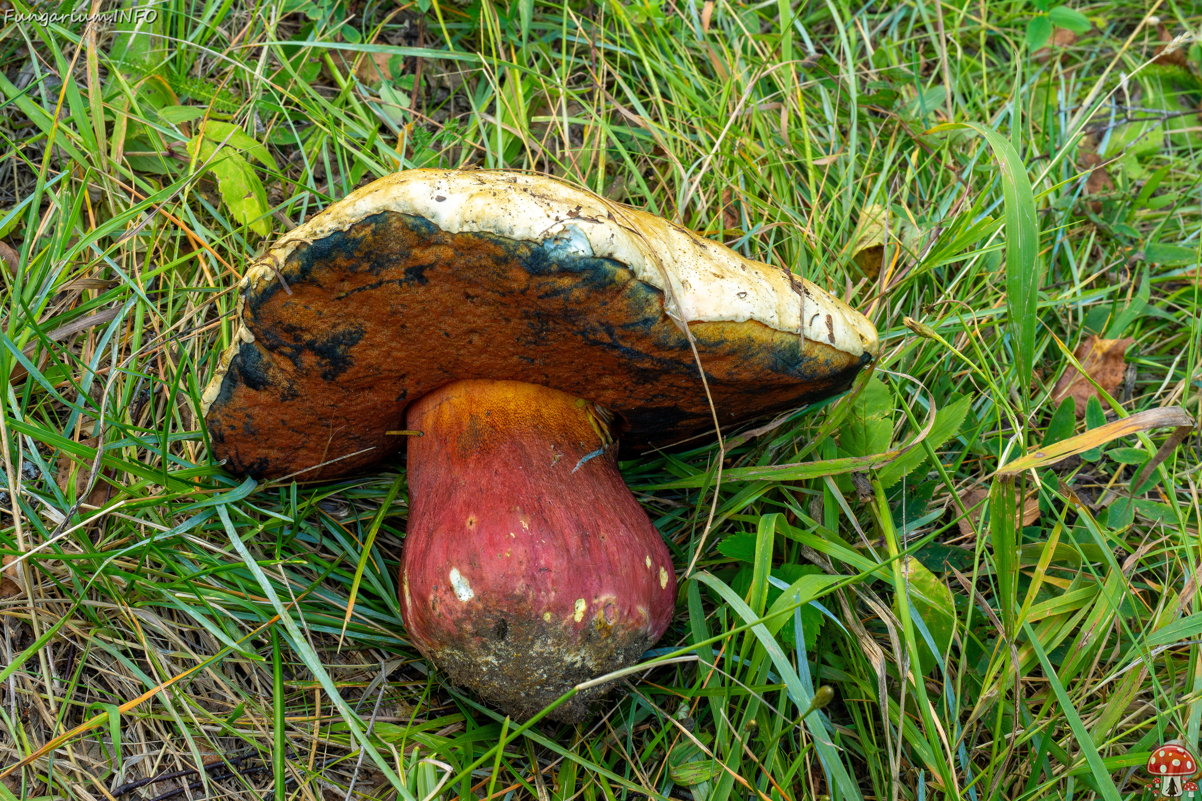 rubroboletus-satanas_2-10 