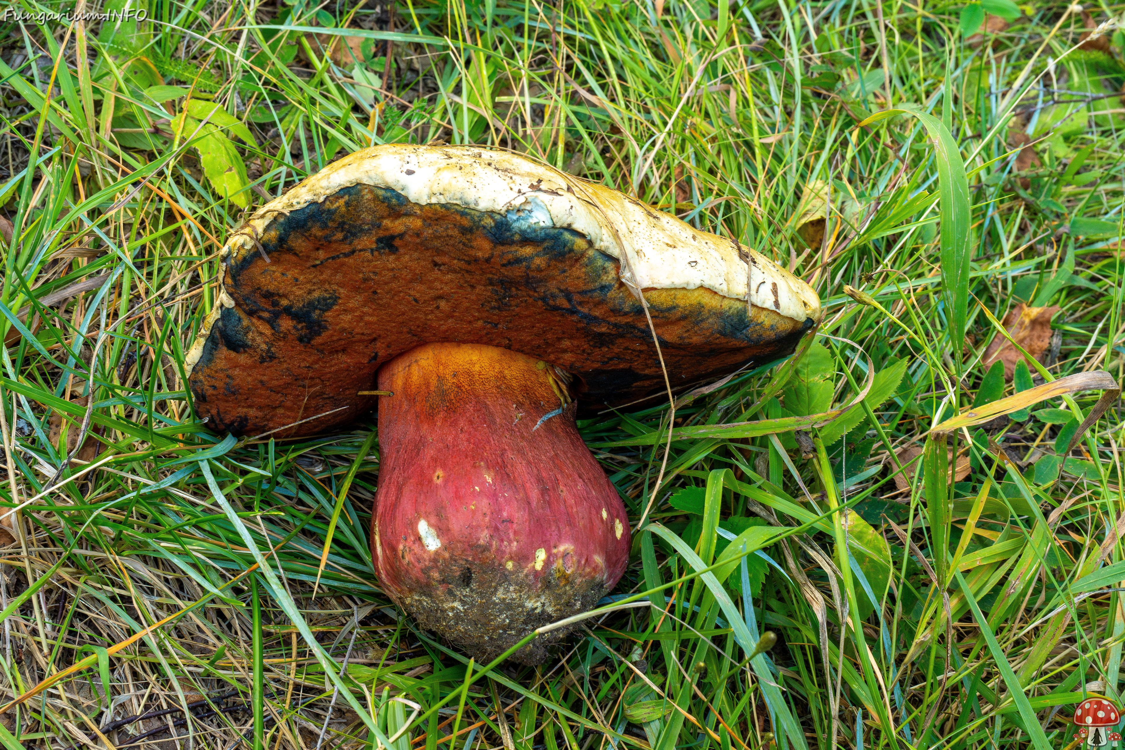 rubroboletus-satanas_2-11 