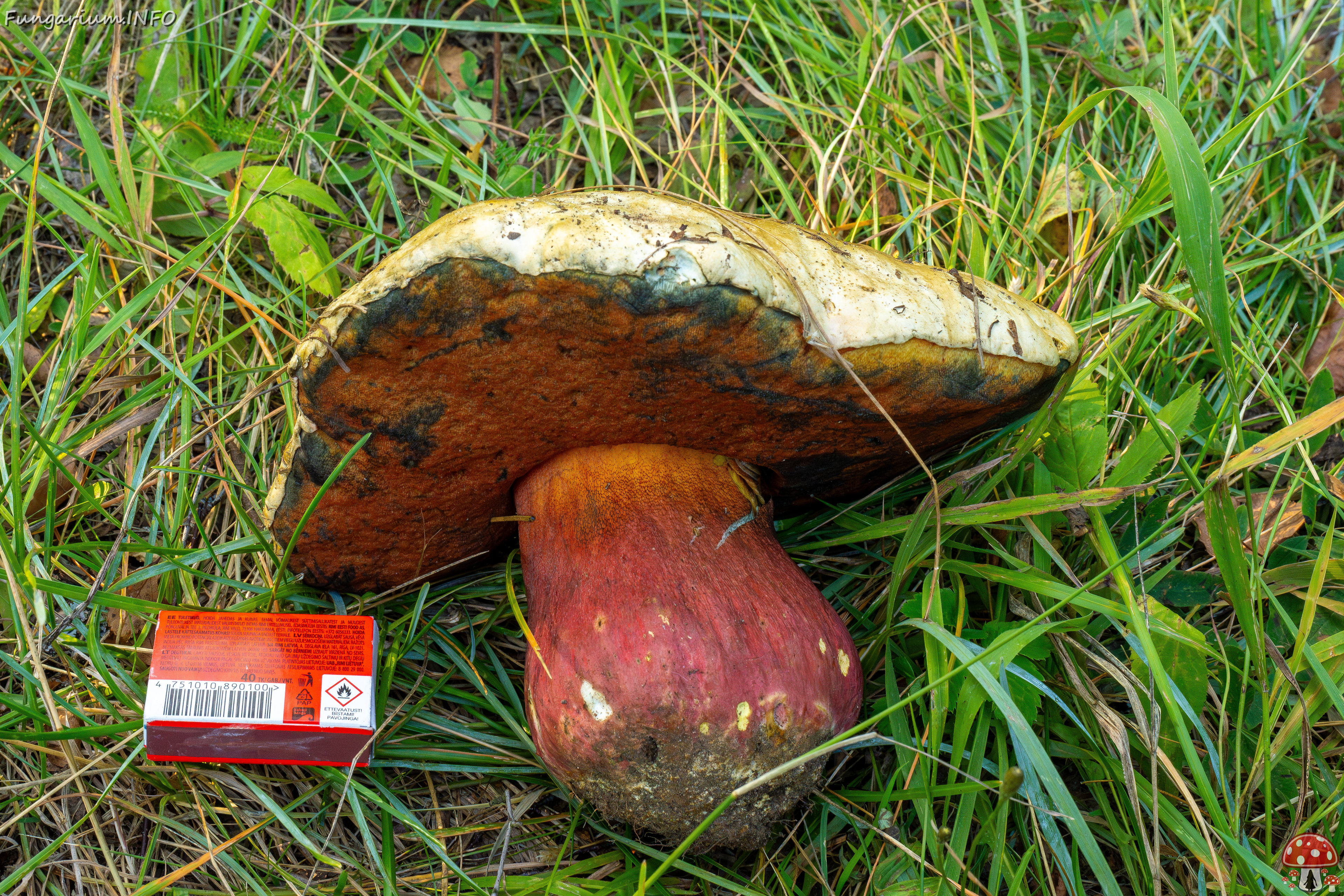 rubroboletus-satanas_2-13 