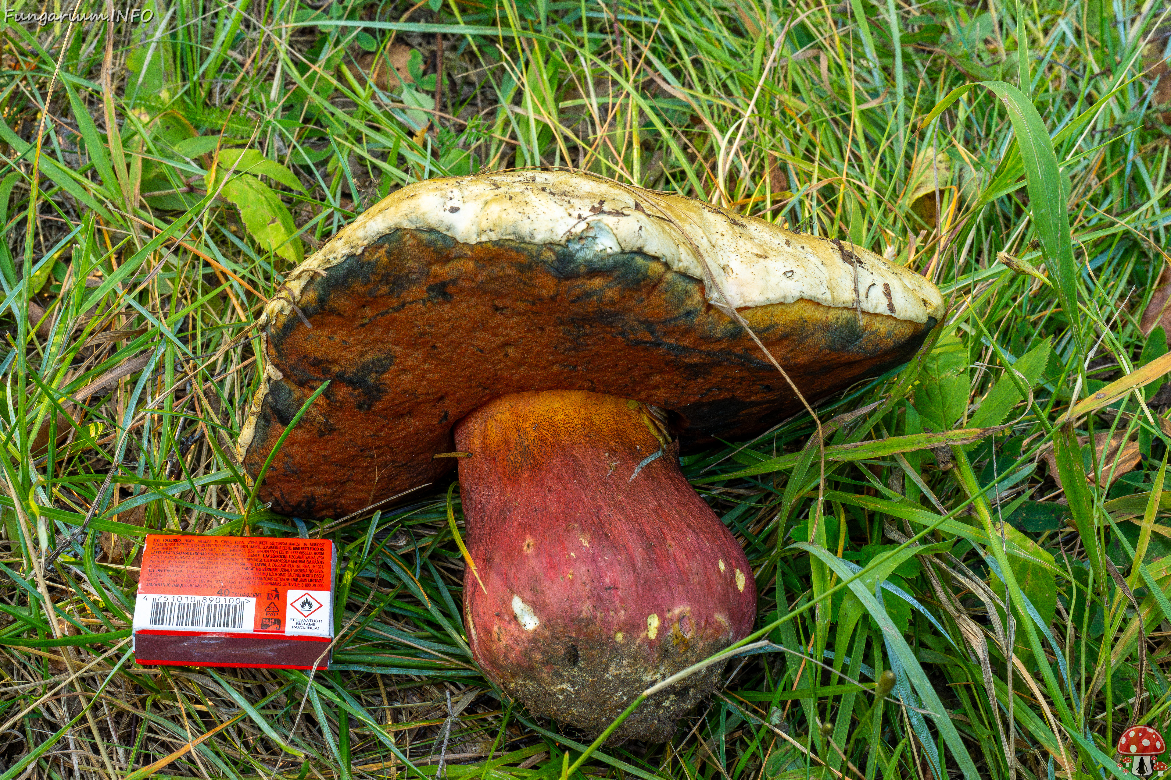 rubroboletus-satanas_2-14 