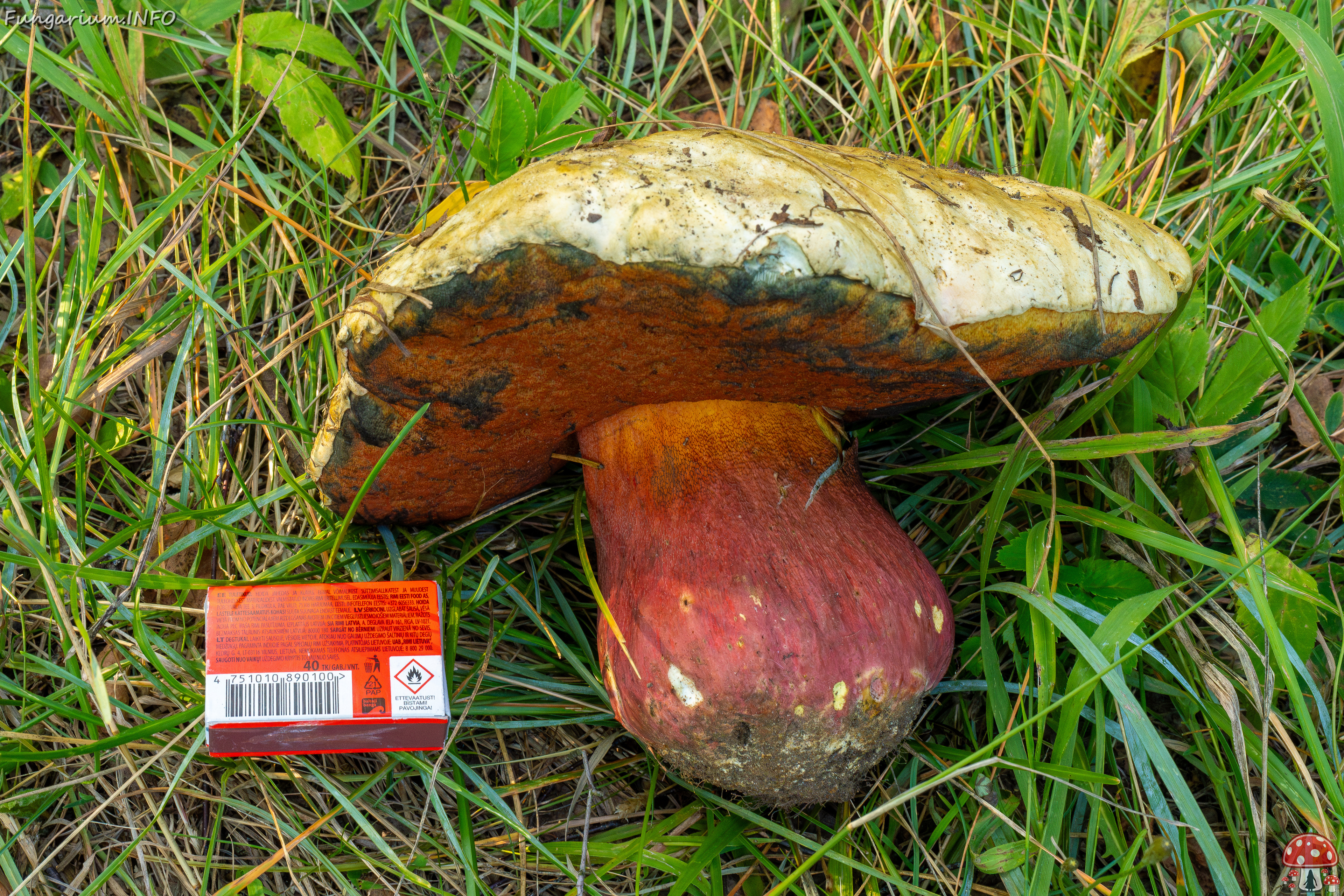 rubroboletus-satanas_2-15 