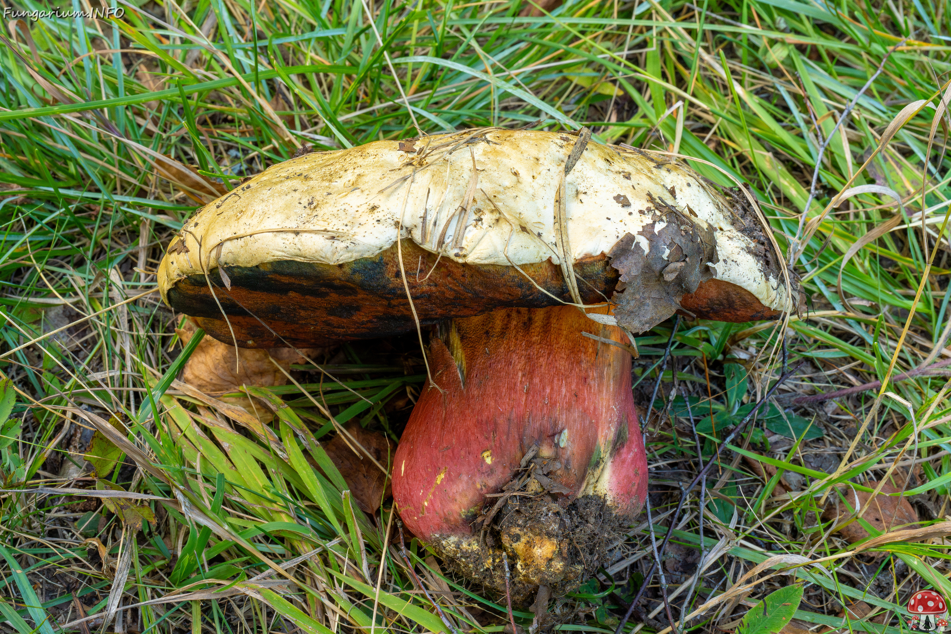 rubroboletus-satanas_2-3 