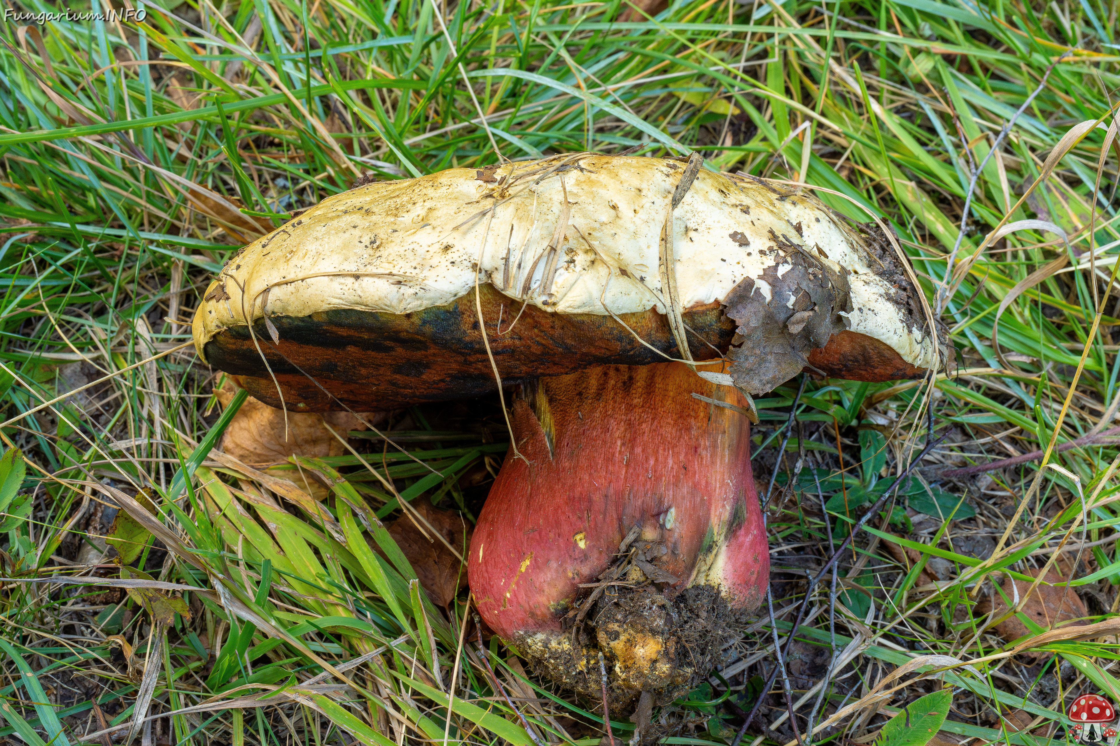 rubroboletus-satanas_2-4 