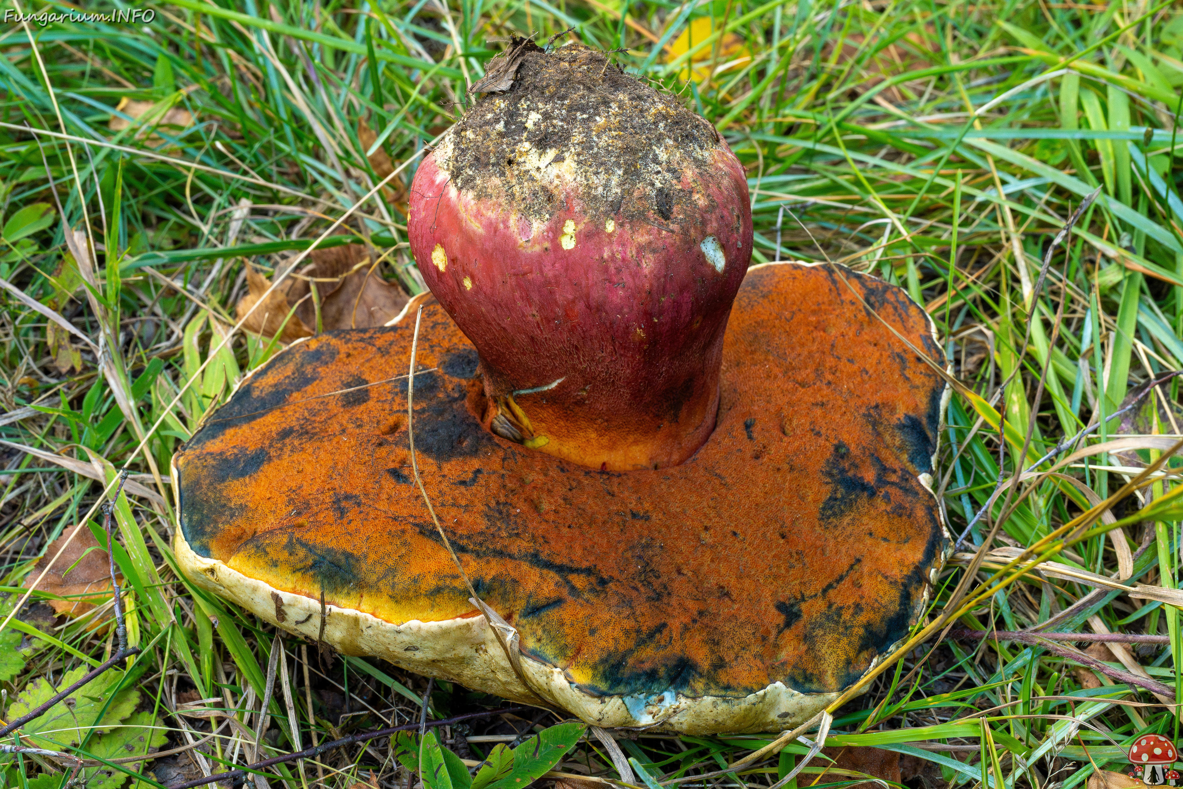 rubroboletus-satanas_2-6 