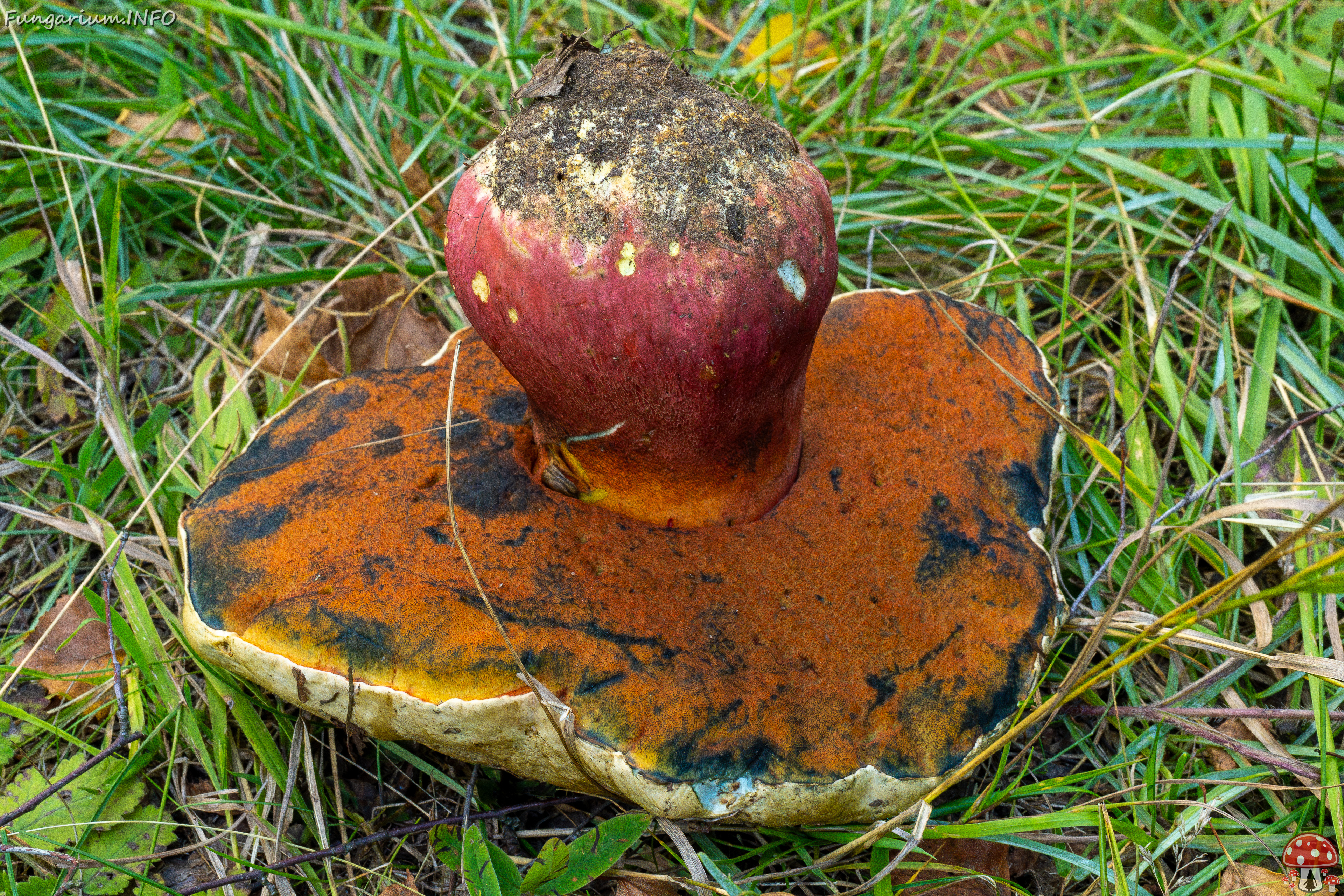 rubroboletus-satanas_2-7 