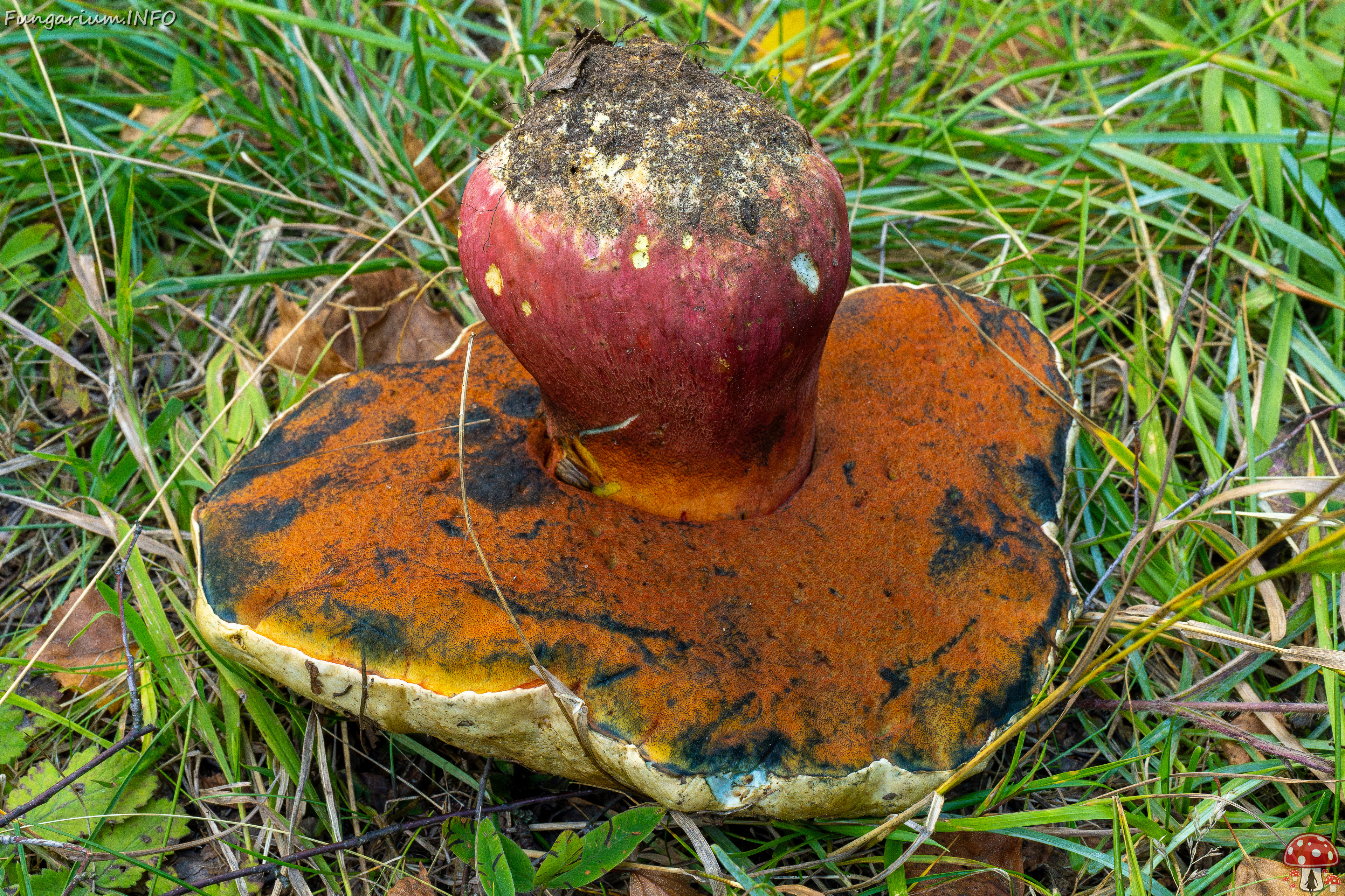 rubroboletus-satanas_2-8 