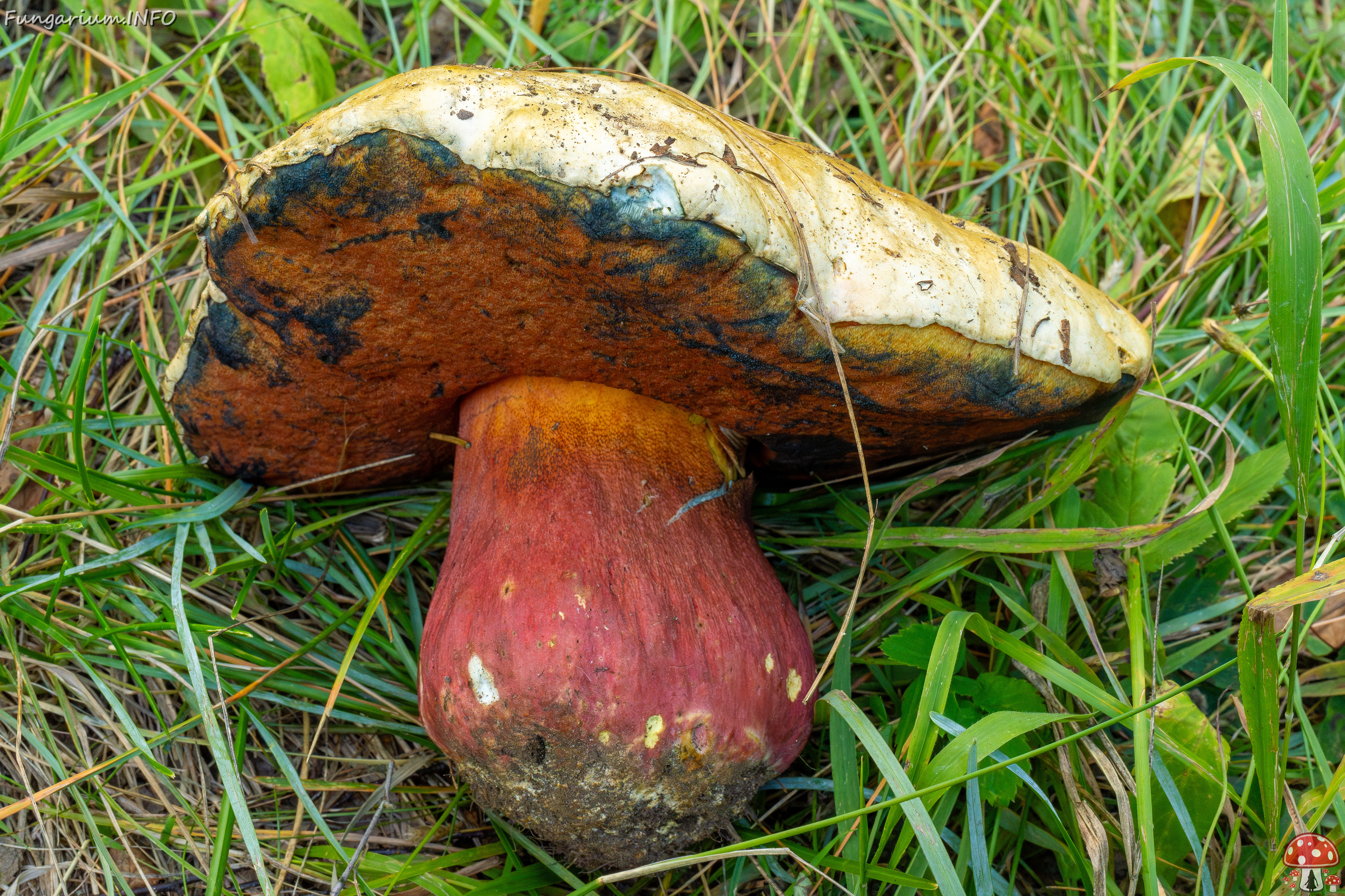 rubroboletus-satanas_2-9 