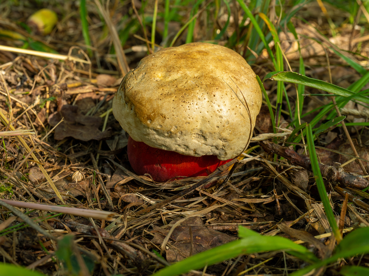 rubroboletus-satanas_1-1