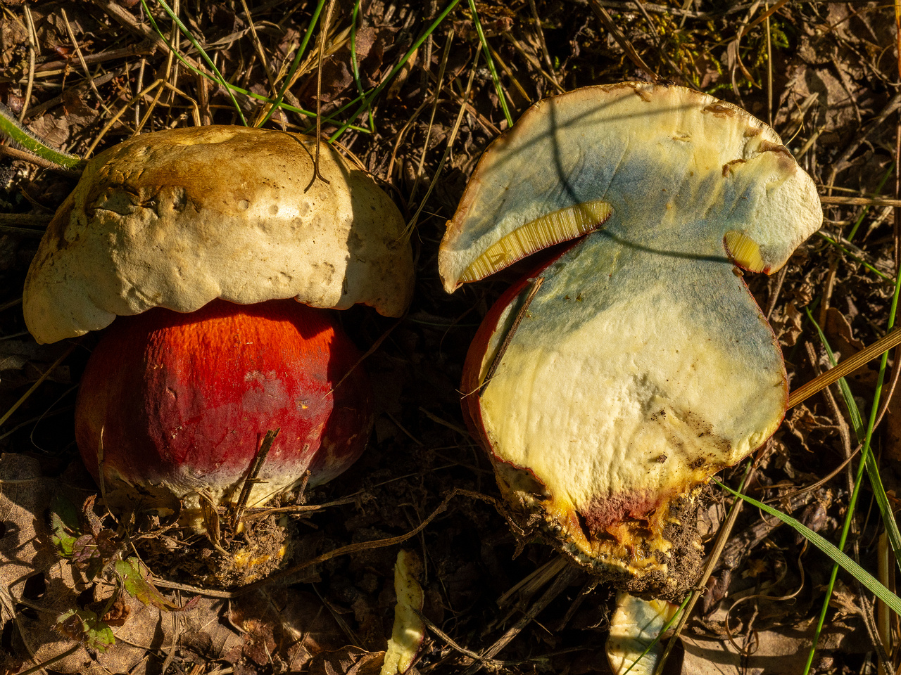 rubroboletus-satanas_1-13