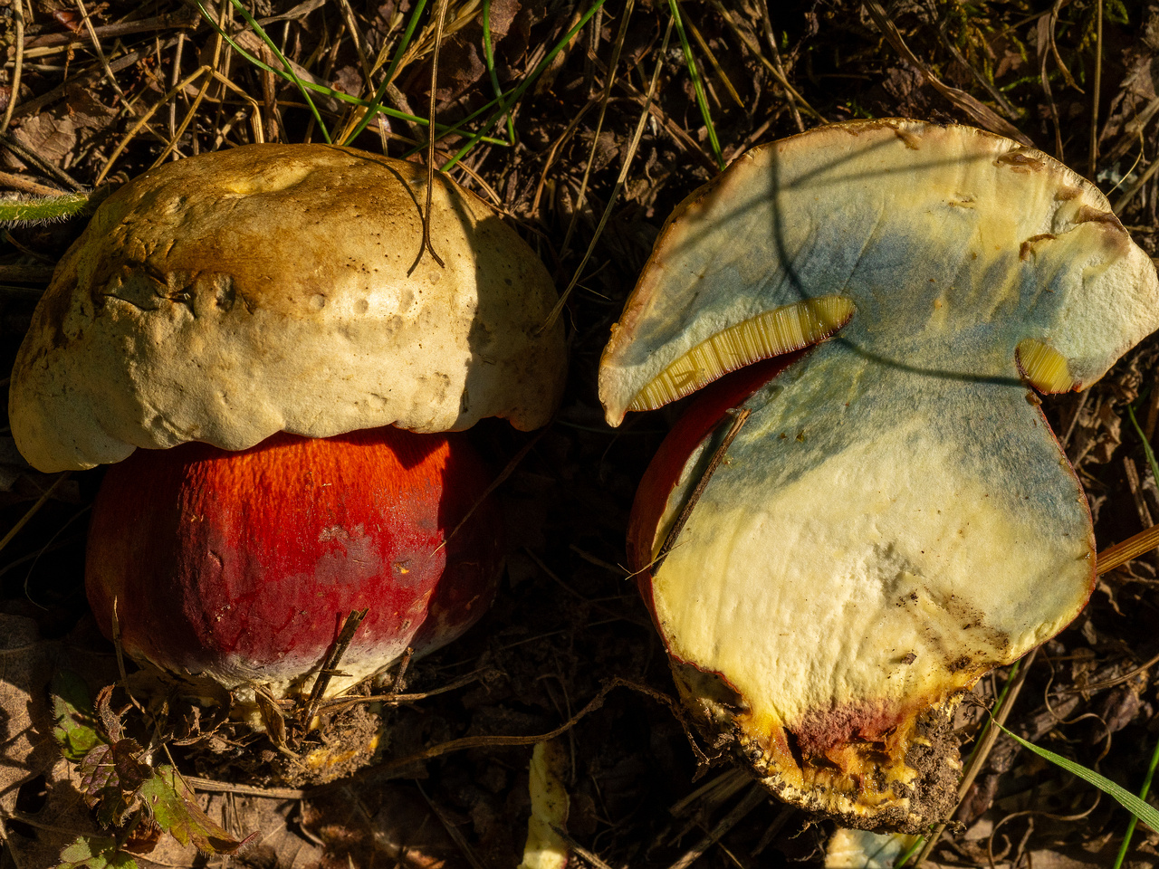 rubroboletus-satanas_1-14