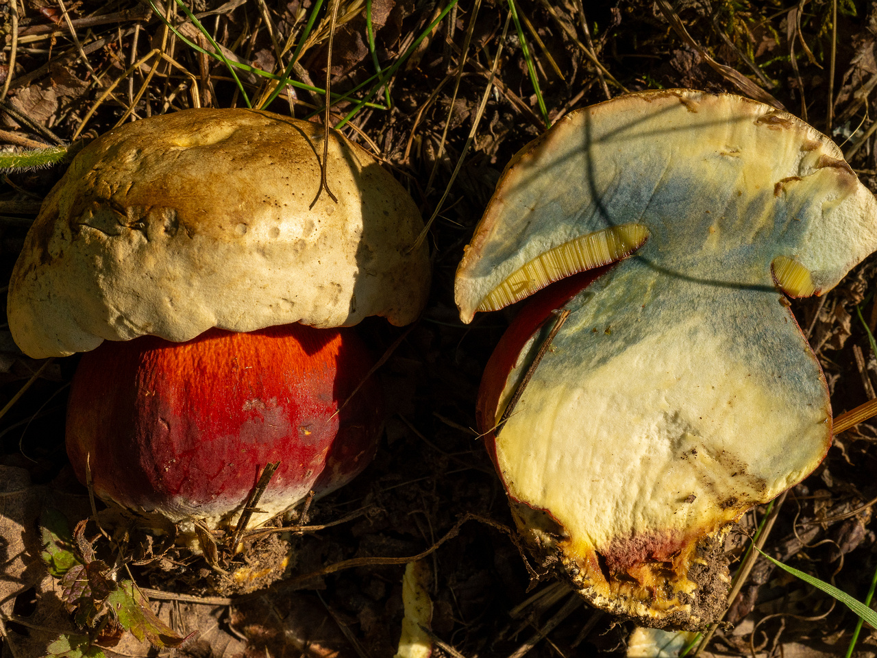 rubroboletus-satanas_1-15